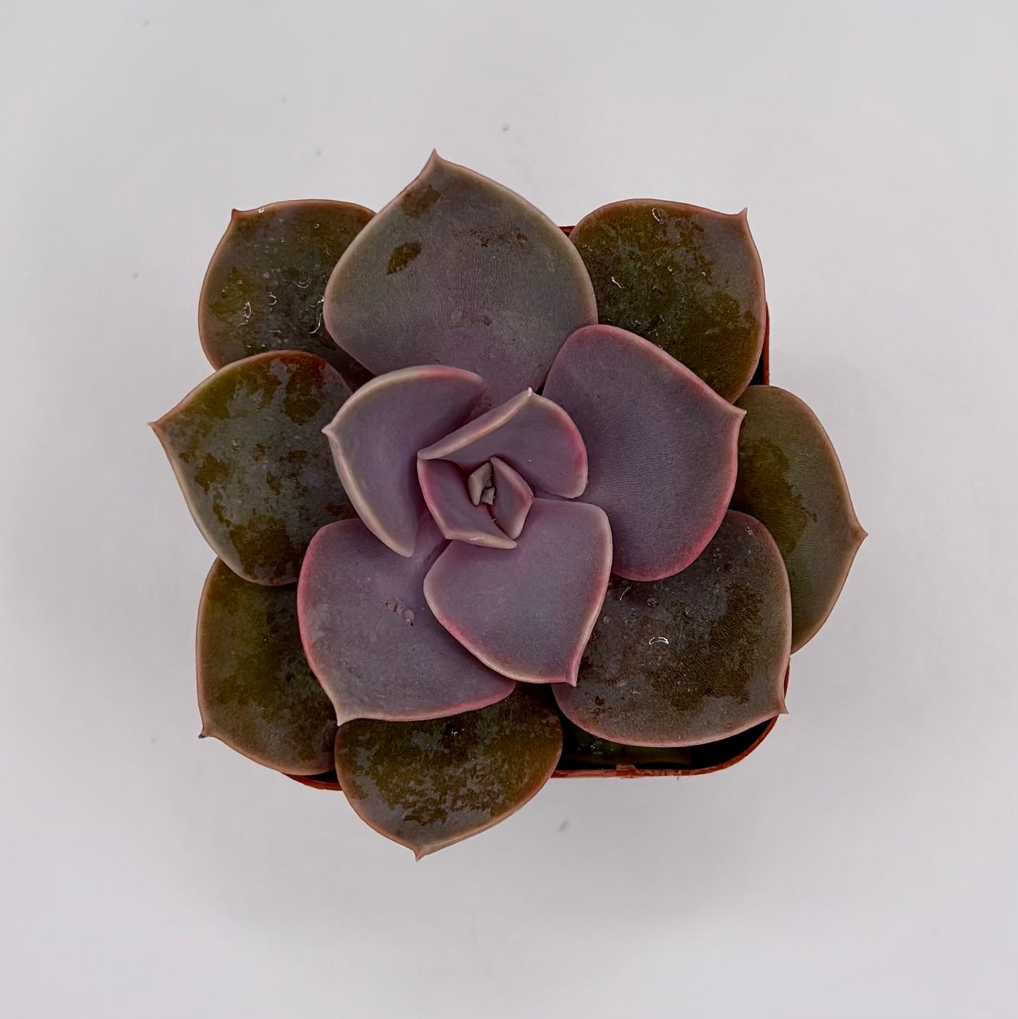 Echeveria Purple Pearl