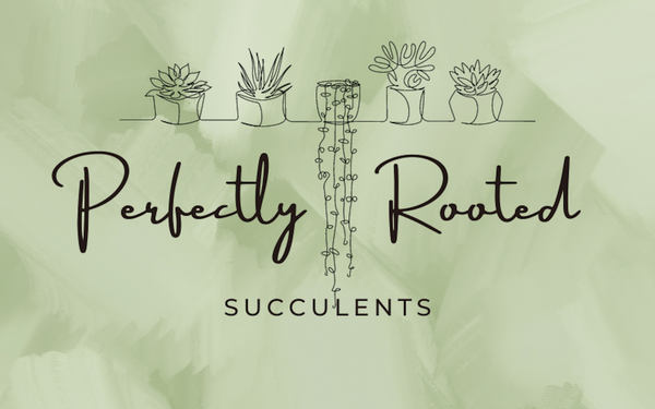 Perfectly Rooted Succulents