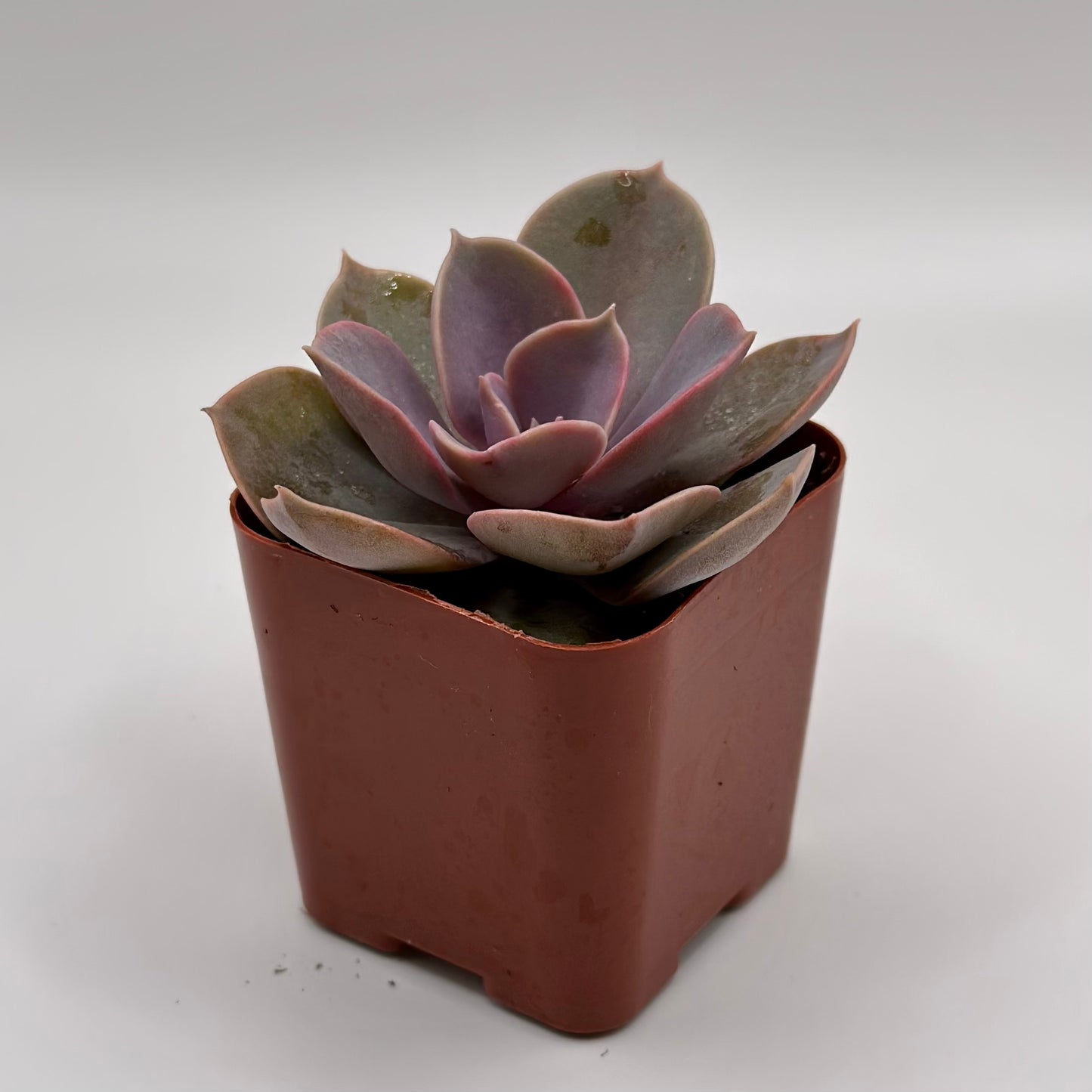 Echeveria Purple Pearl