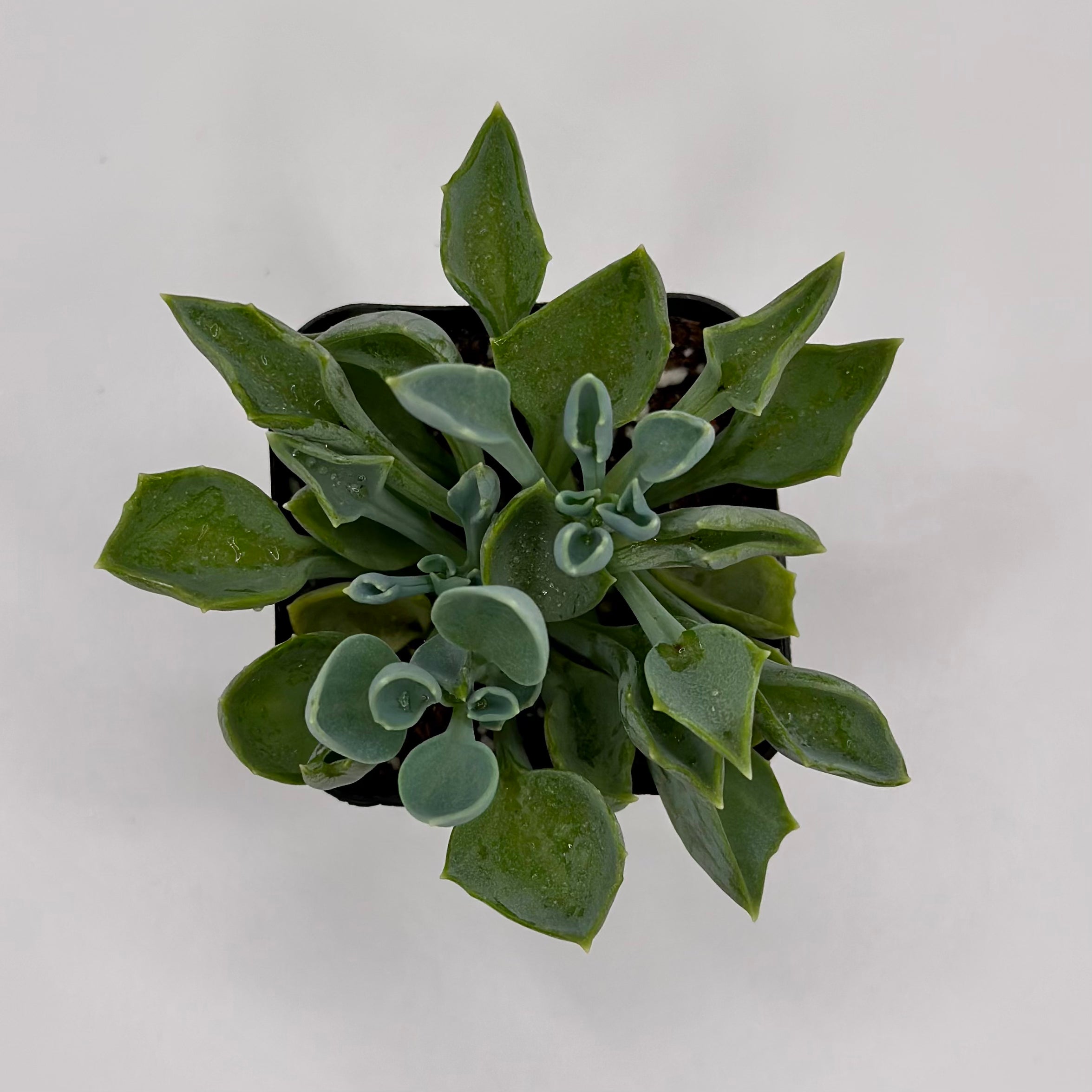 spear head succulent Senecio Spear Head – Perfectly Rooted Succulents