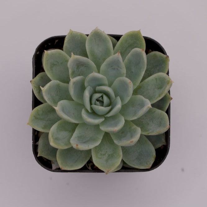 Echeveria Violet Queen