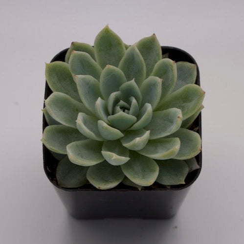 Echeveria Violet Queen