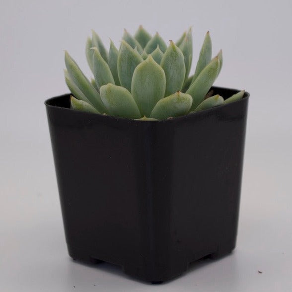 Echeveria Violet Queen