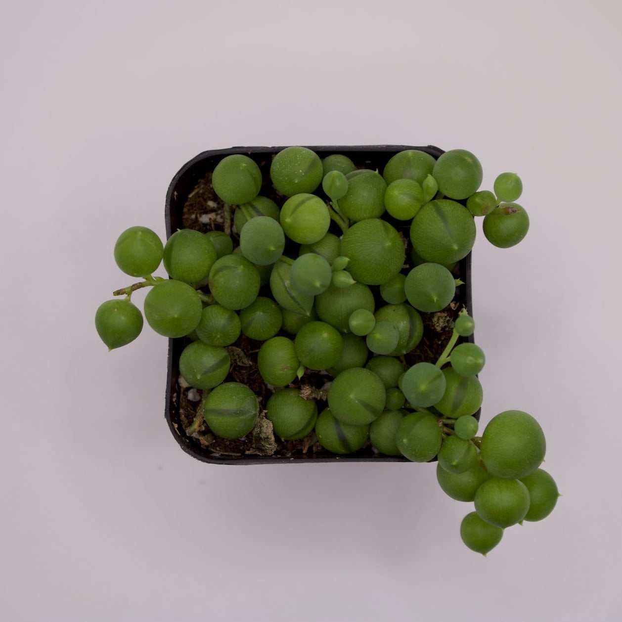 Senecio String of Pearls