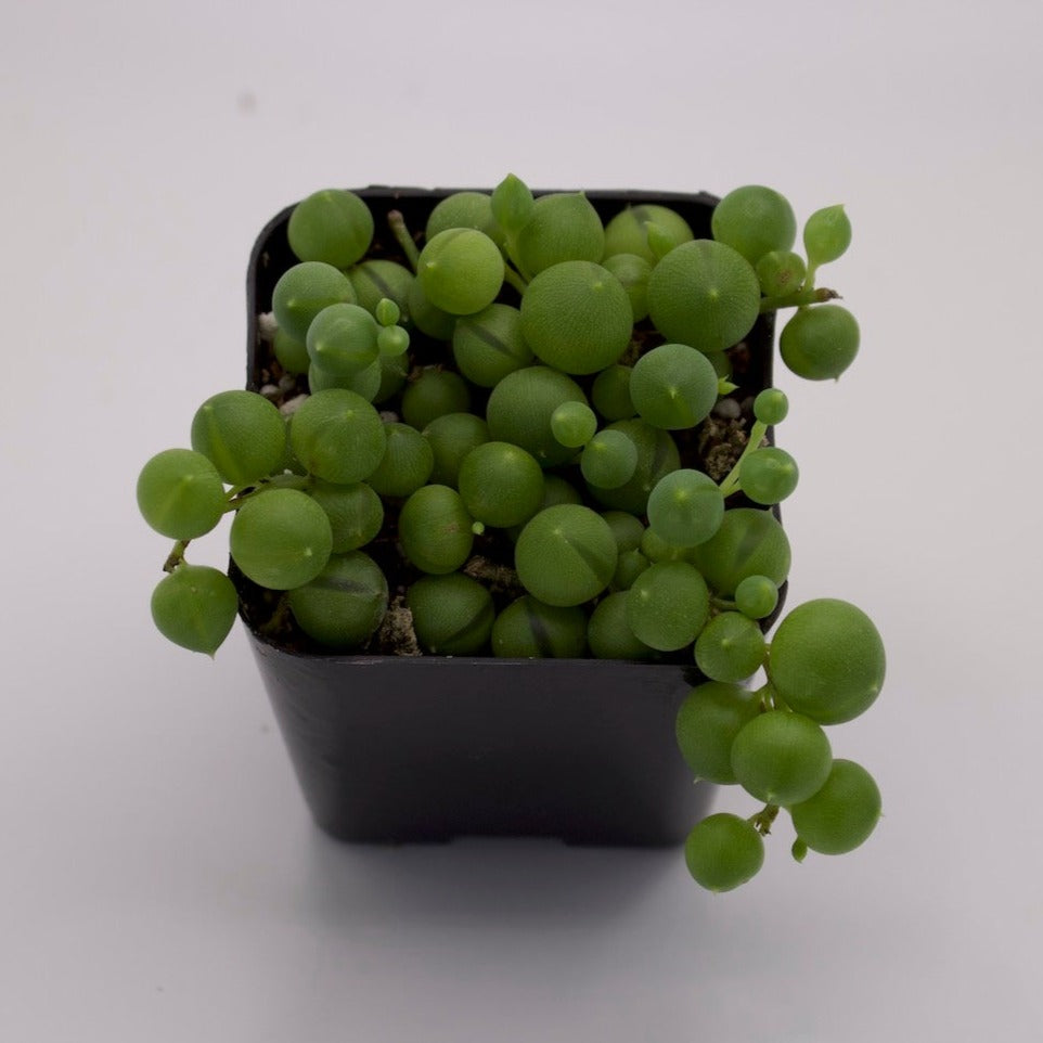 Senecio String of Pearls