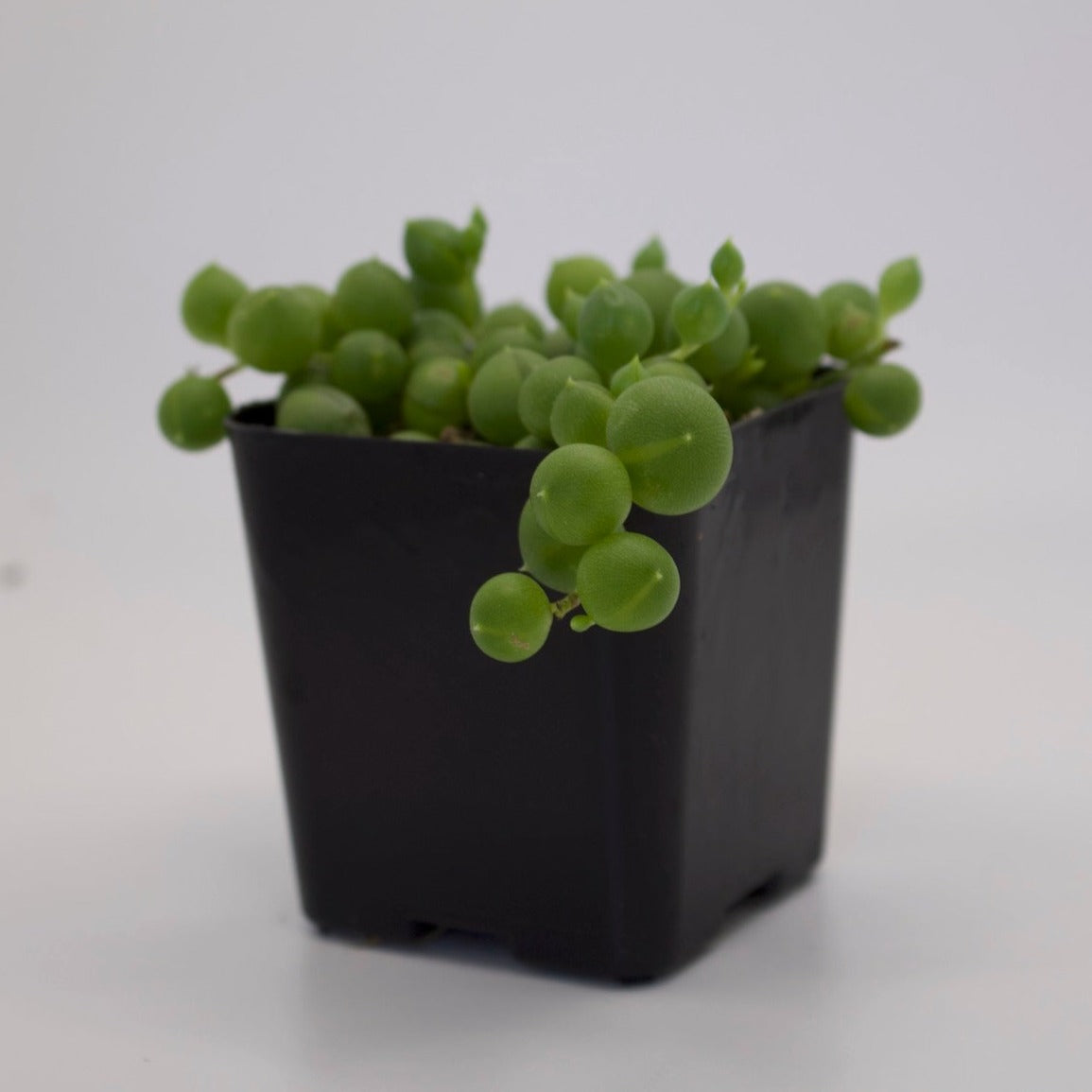 Senecio String of Pearls