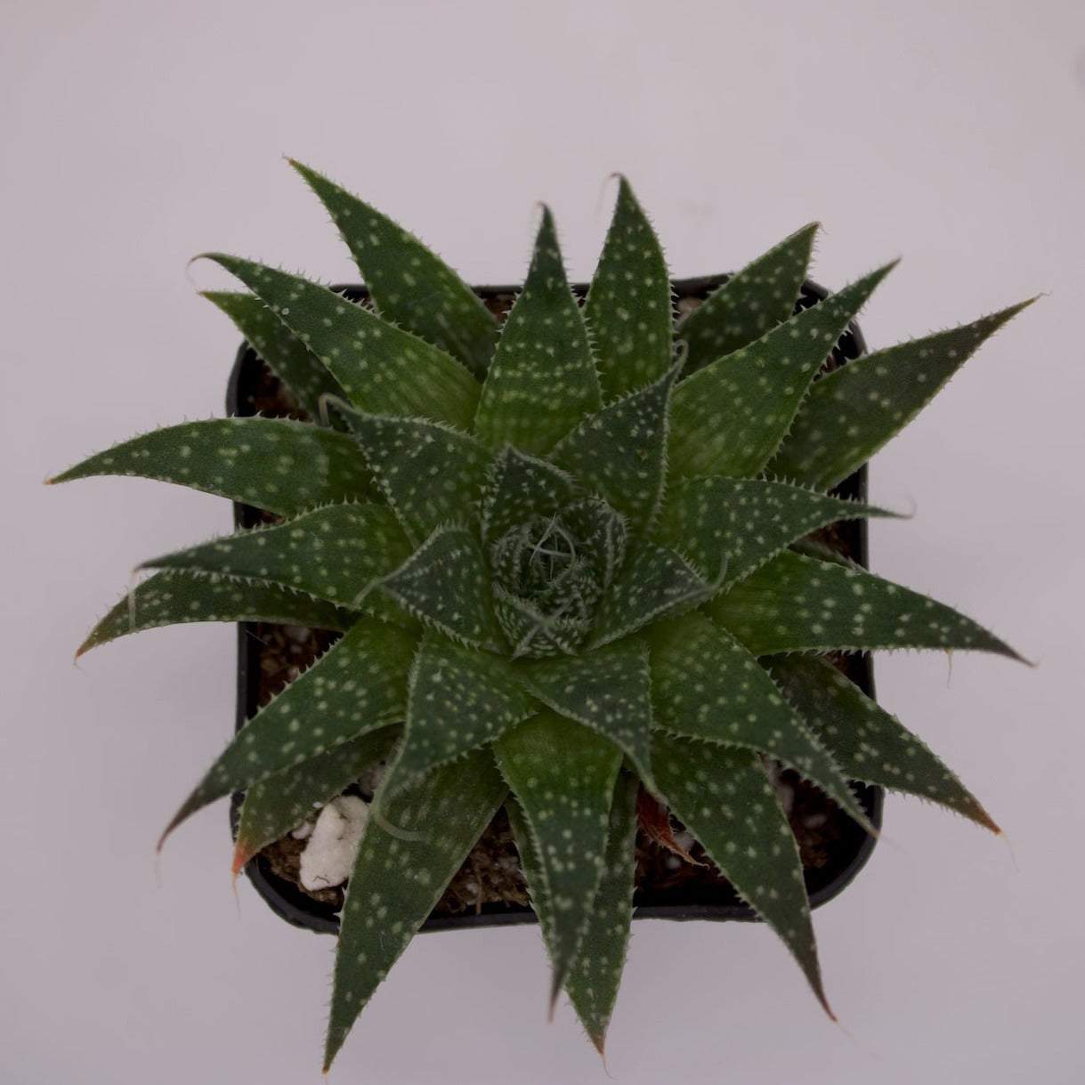 lace aloe succulents Aloe Aristata Lace Aloe – Perfectly Rooted Succulents