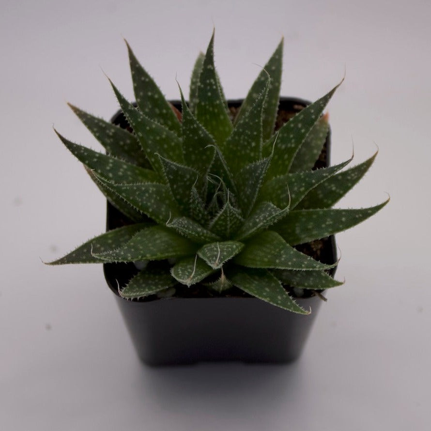 Aloe Aristata Lace Aloe