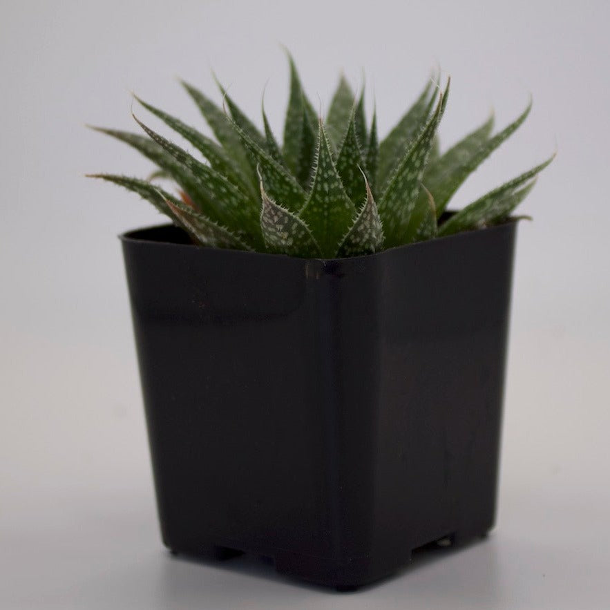Aloe Aristata Lace Aloe