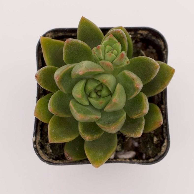 Echeveria Emerald Ripple