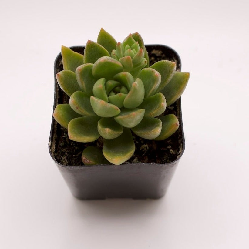 Echeveria Emerald Ripple