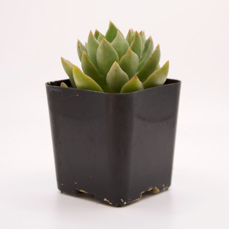 Echeveria Emerald Ripple