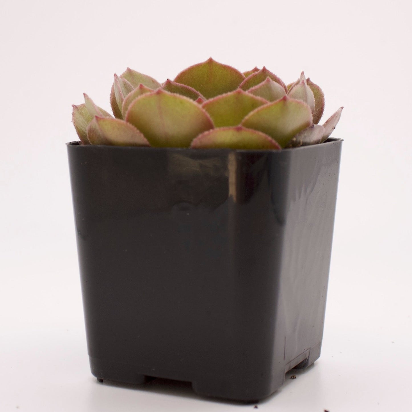 Aeonium Blushing Beauty