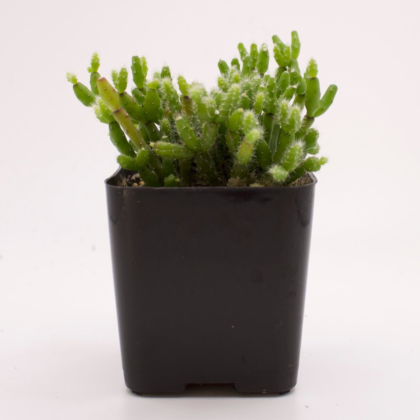 Hatiora Salicornioides Dancing Bones Cactus