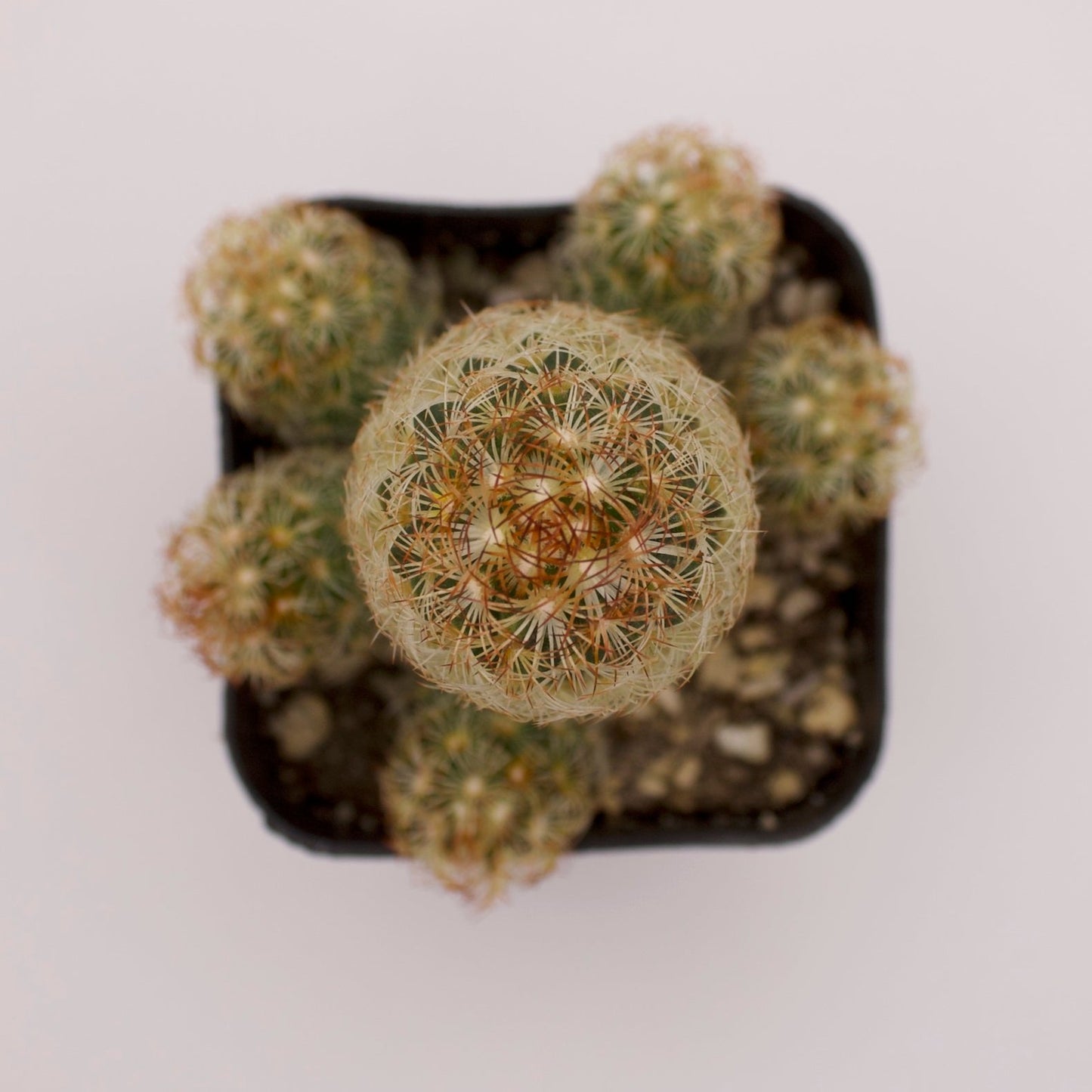 Mammillaria Lady Finger Cactus