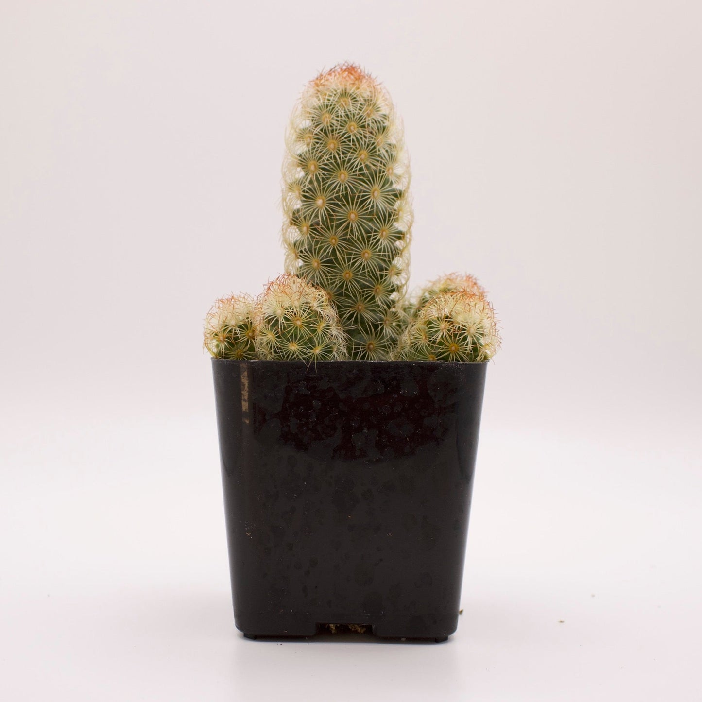 Mammillaria Lady Finger Cactus