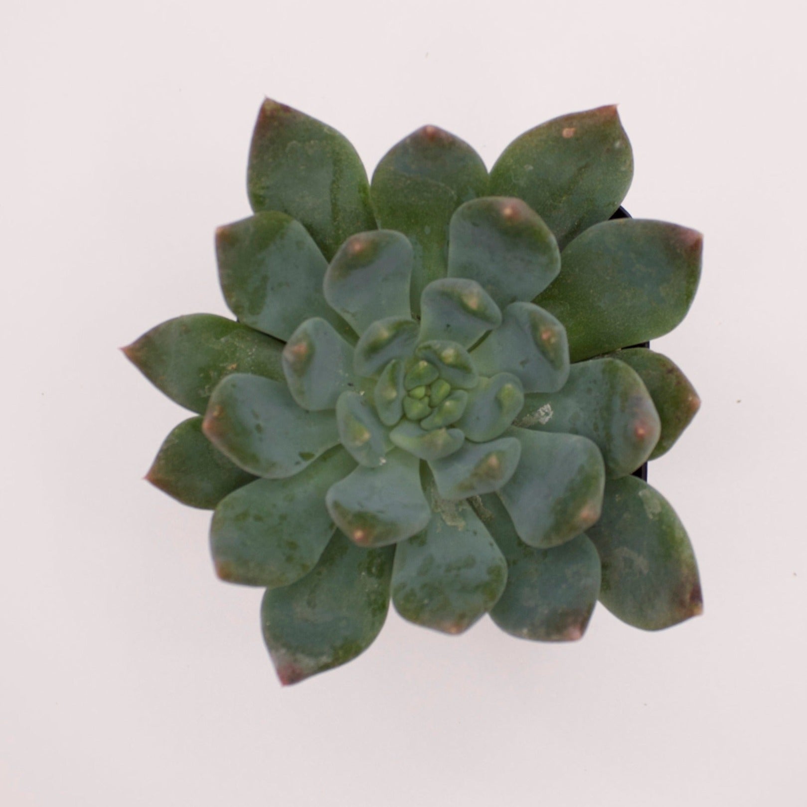 sedeveria dark elf succulent Sedeveria Dark Elf – Perfectly Rooted Succulents