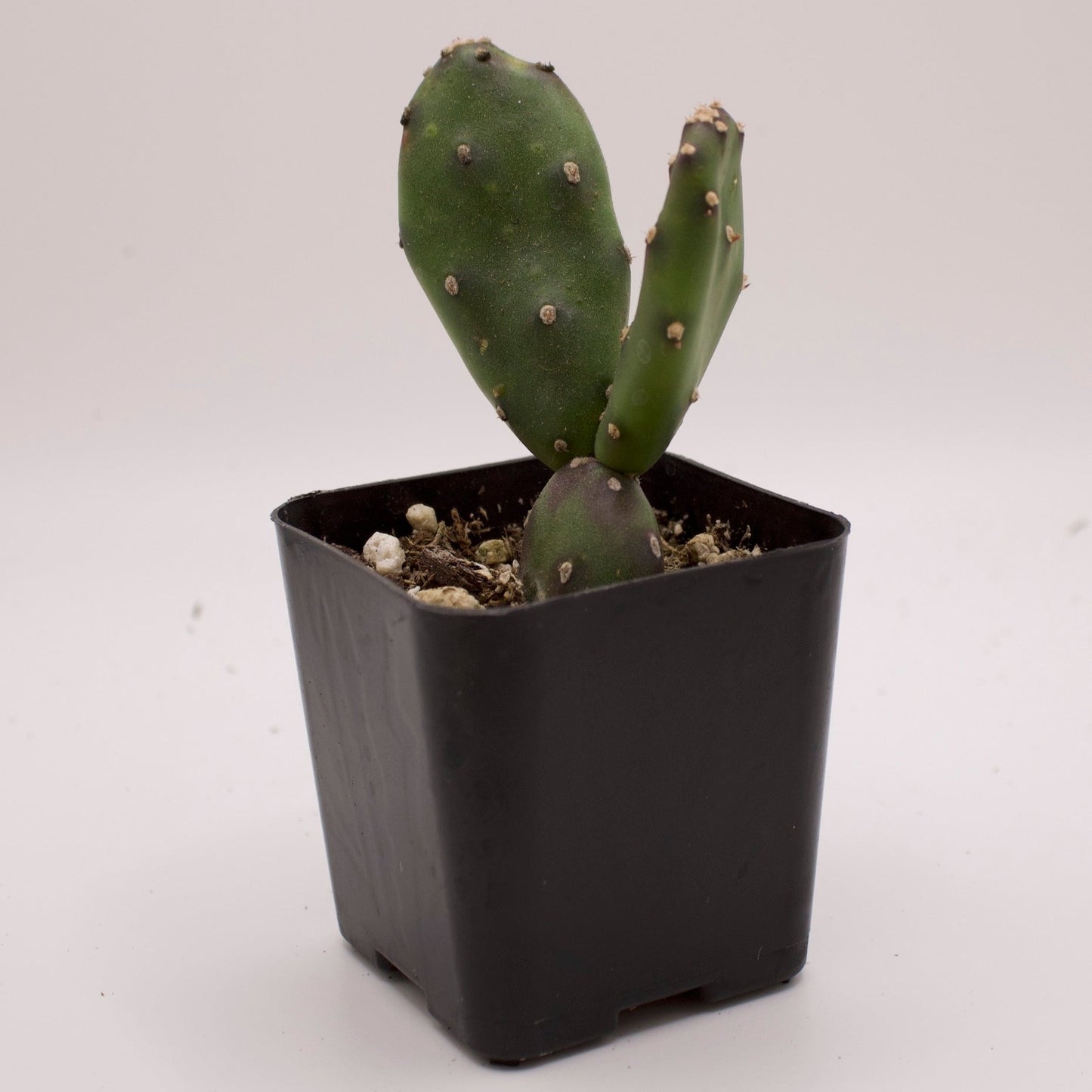 Opuntia Elata