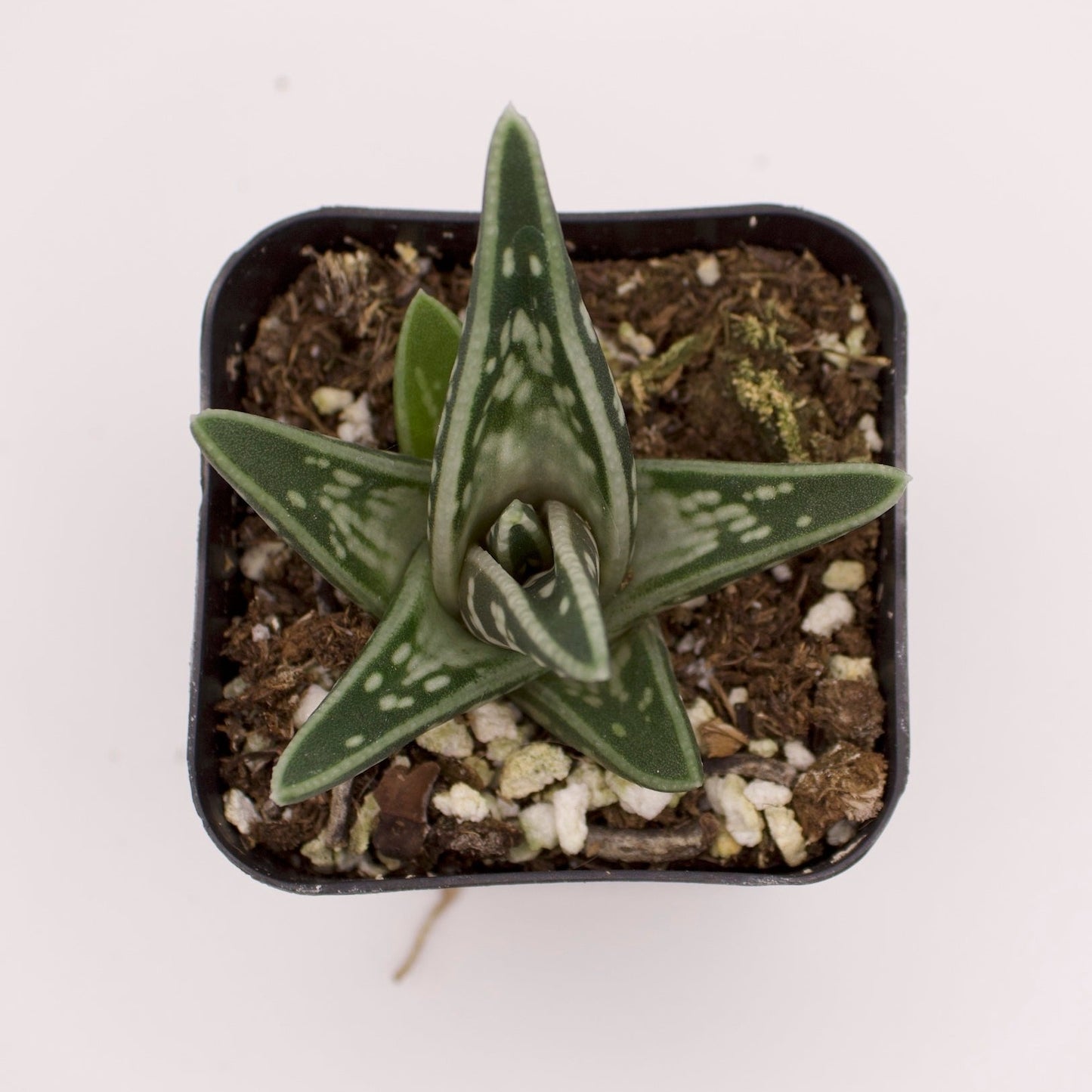 Gasteraloe Emmy