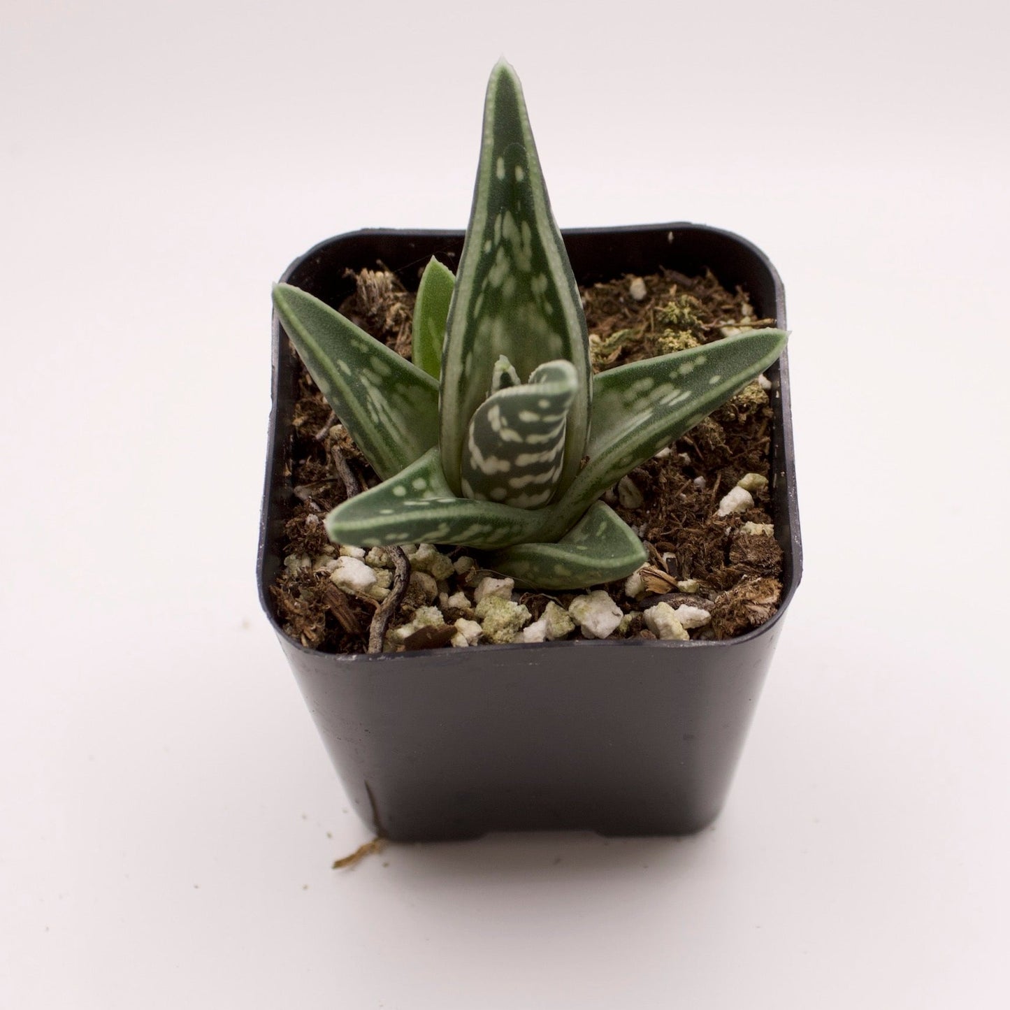 Gasteraloe Emmy
