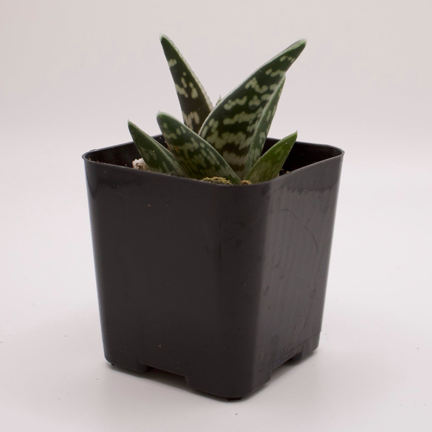 Gasteraloe Emmy