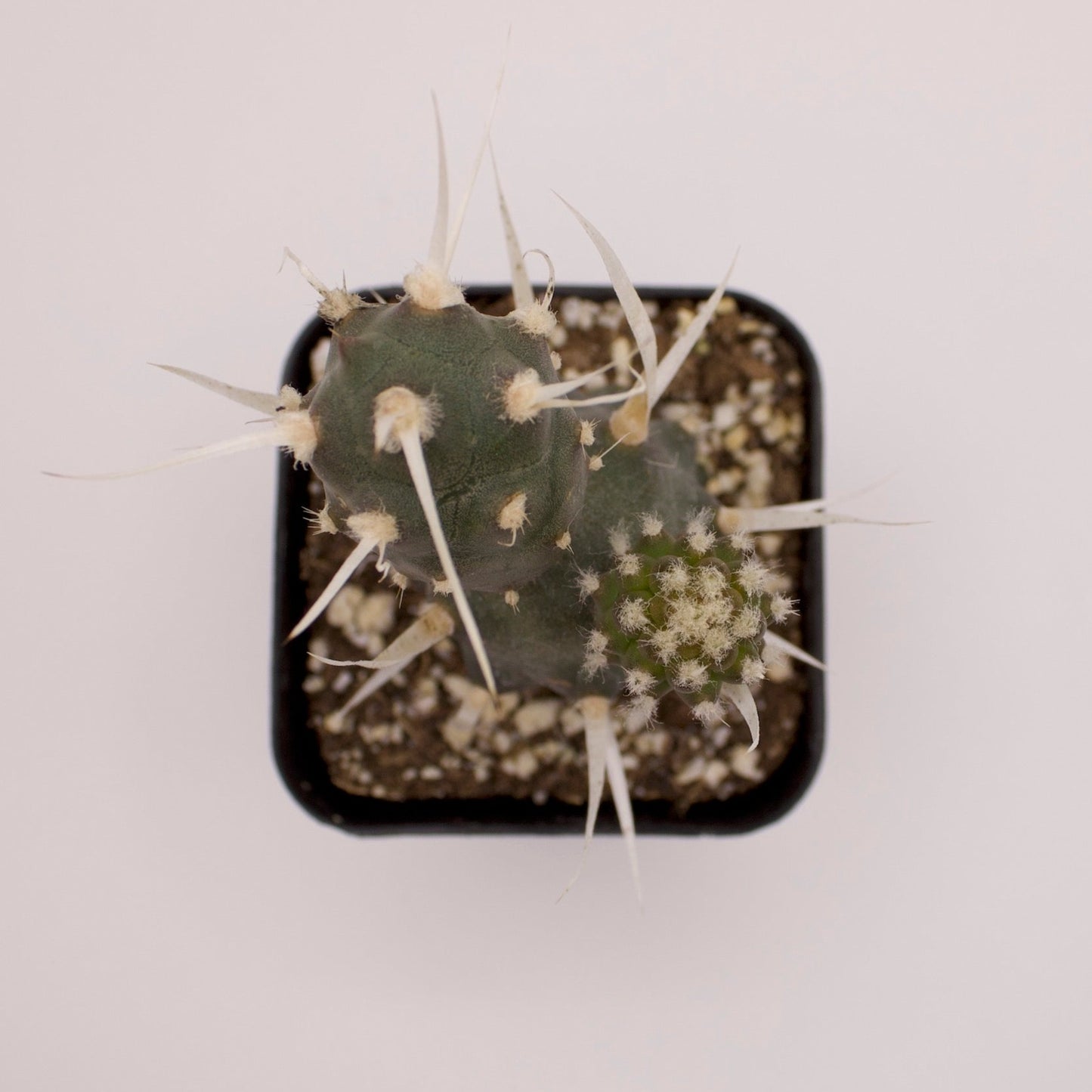 Tephrocactus Paper Spine Cactus