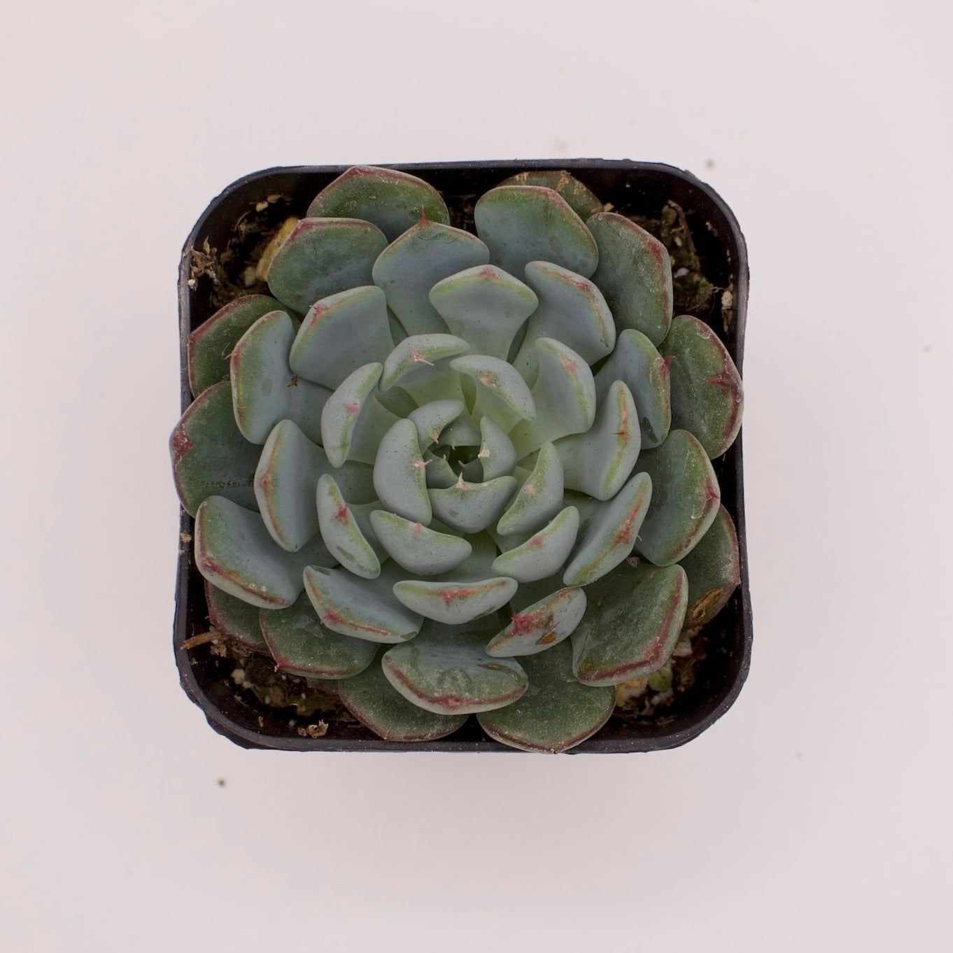 Echeveria Azulita