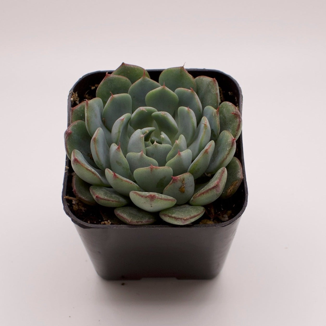 Echeveria Azulita