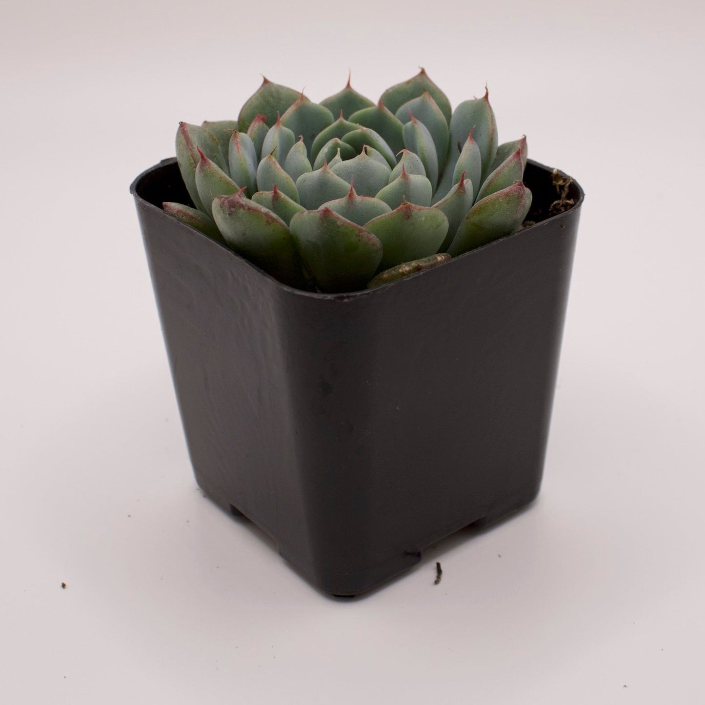 Echeveria Azulita