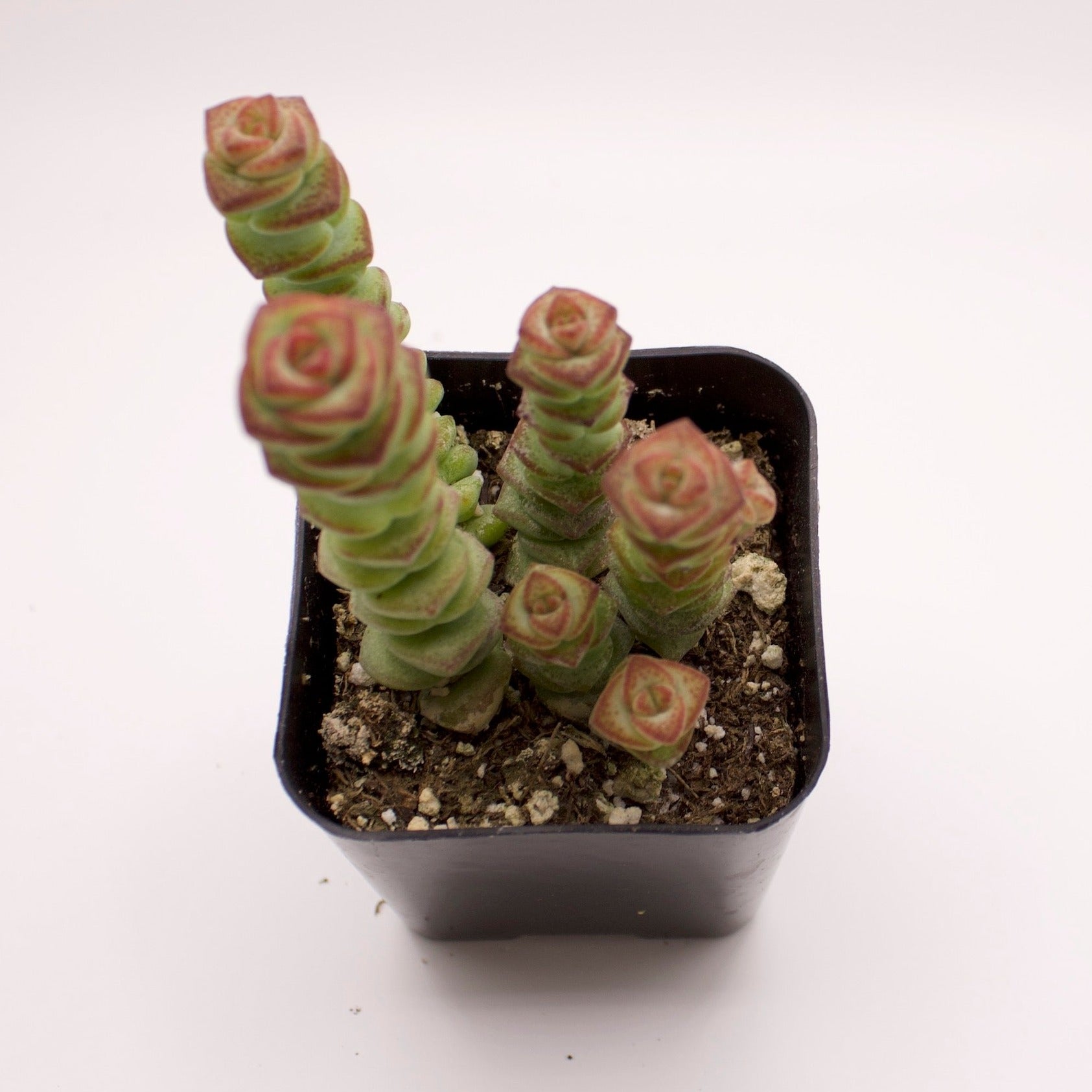 baby's necklace succulent Crassula Baby's Necklace – Perfectly Rooted Succulents
