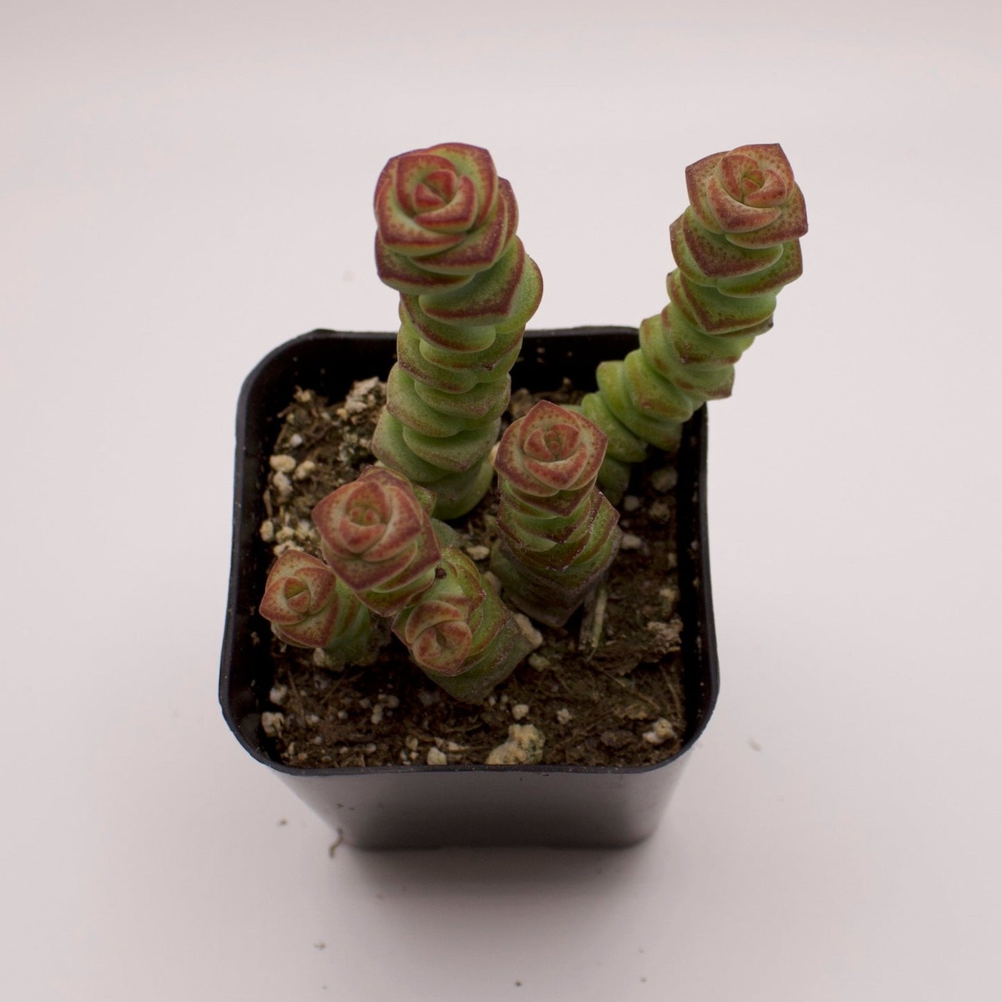 Crassula Baby's Necklace