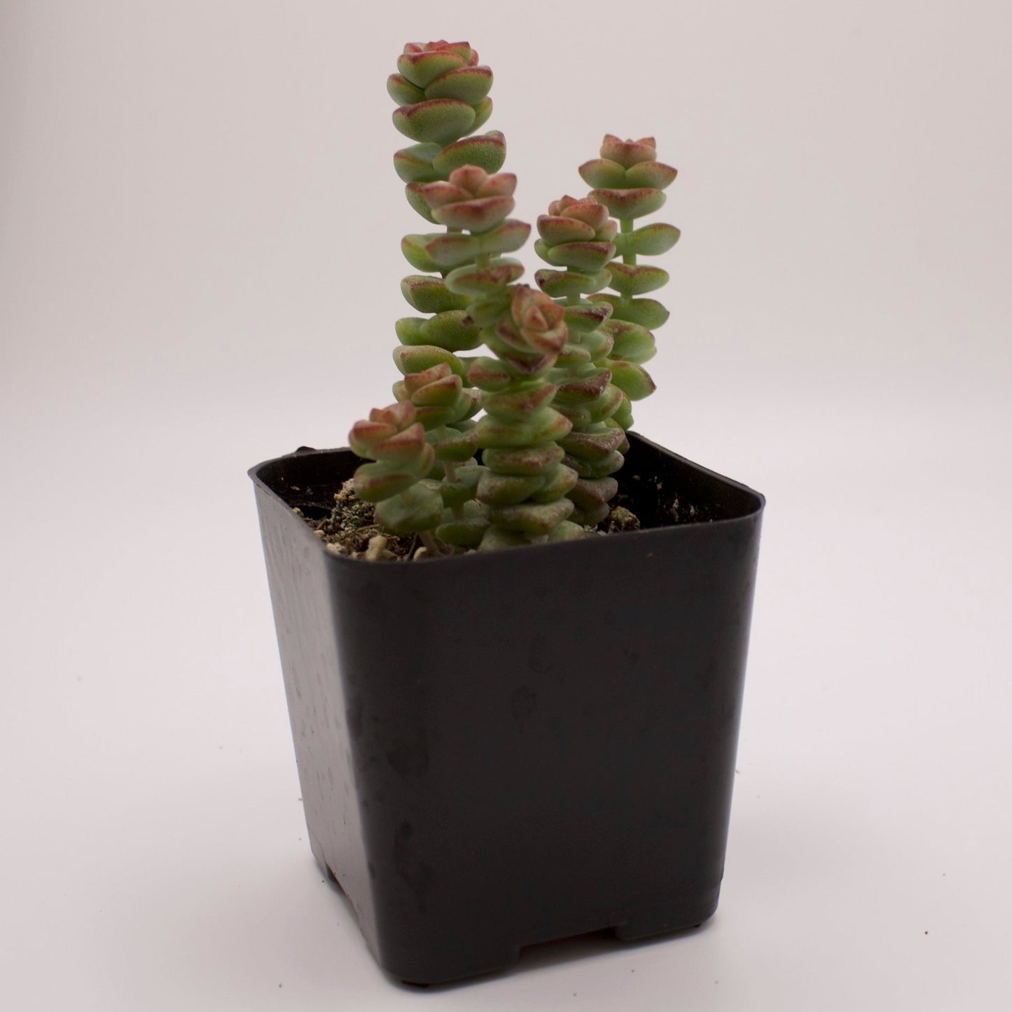 Crassula Baby's Necklace