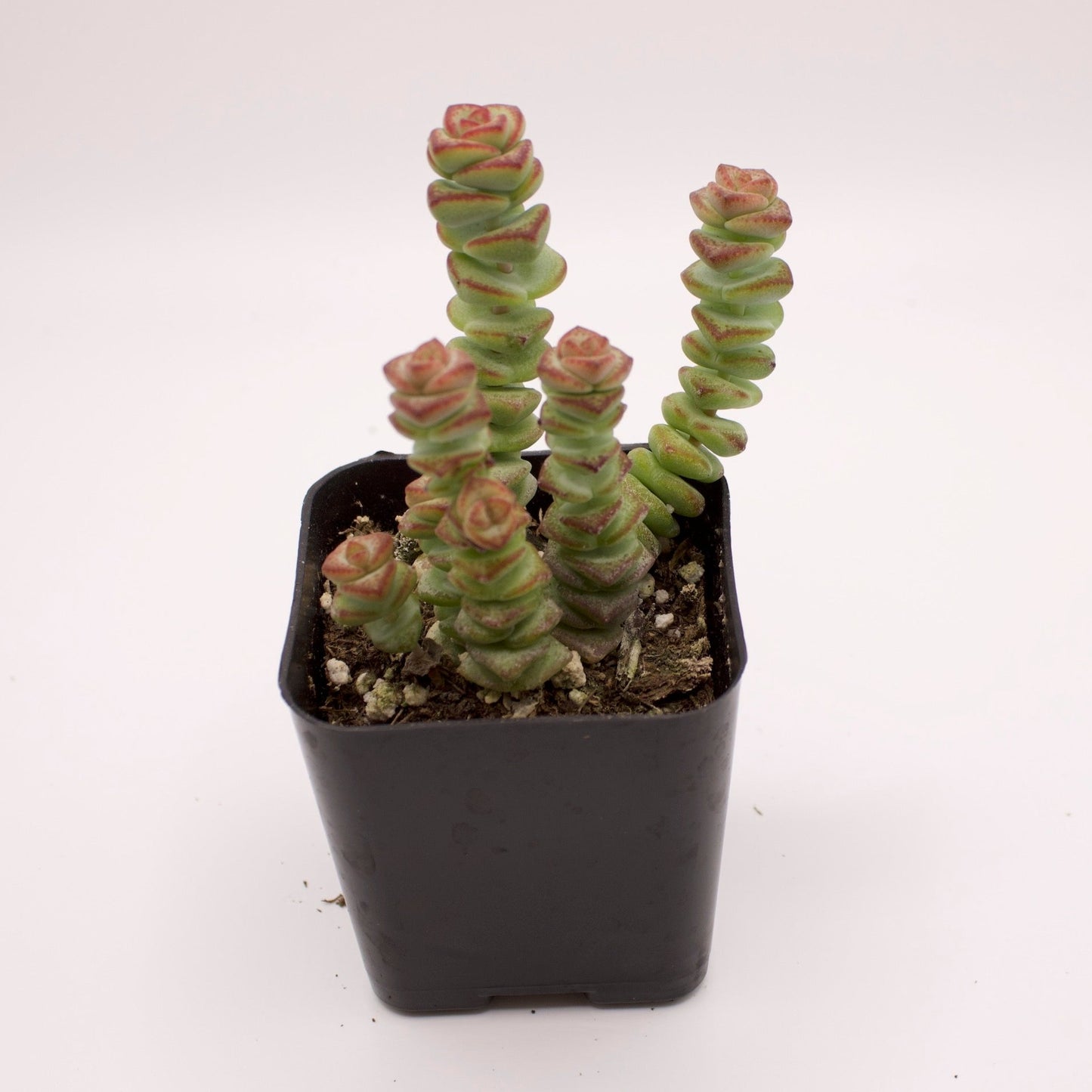 Crassula Baby's Necklace