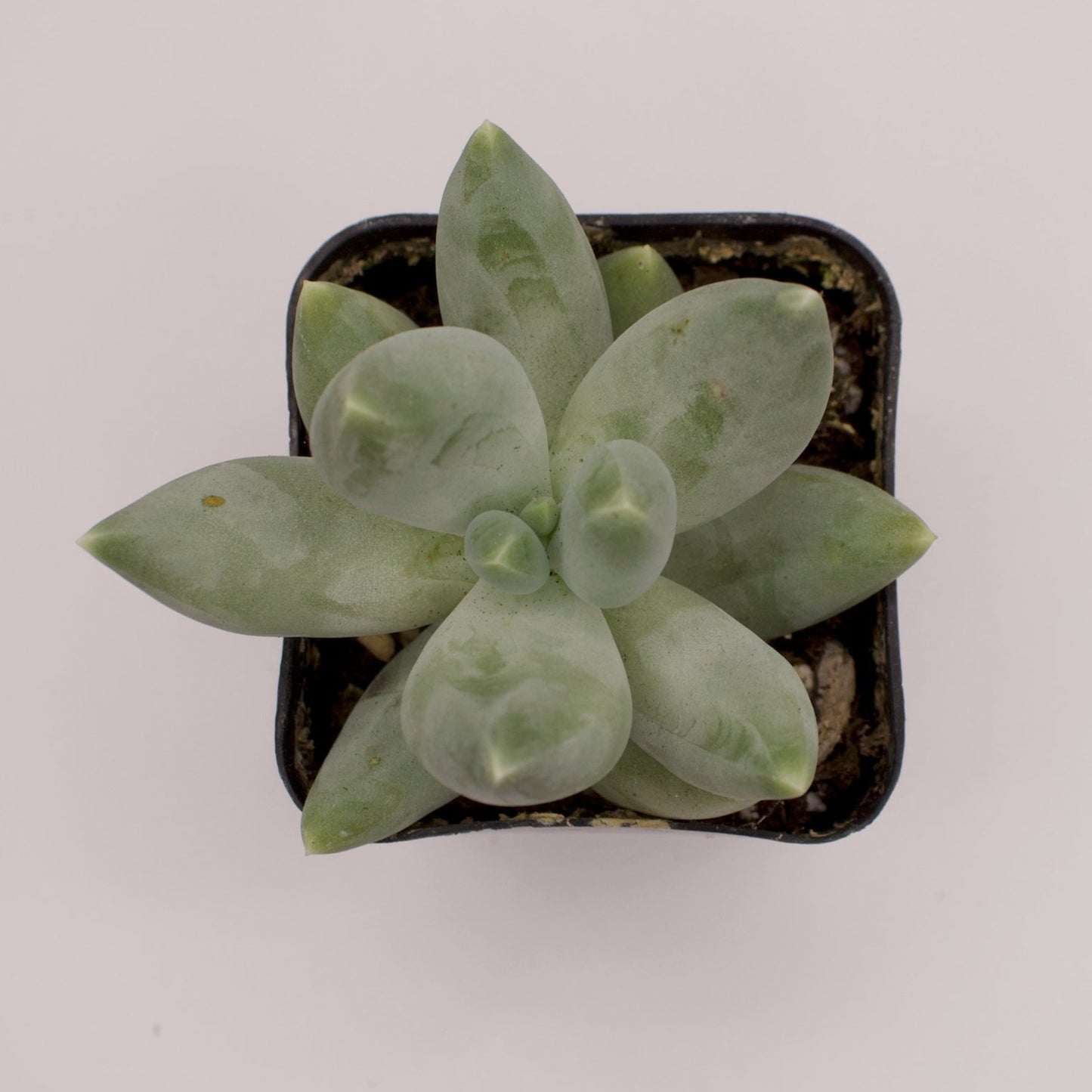 Pachyveria Angel's Finger