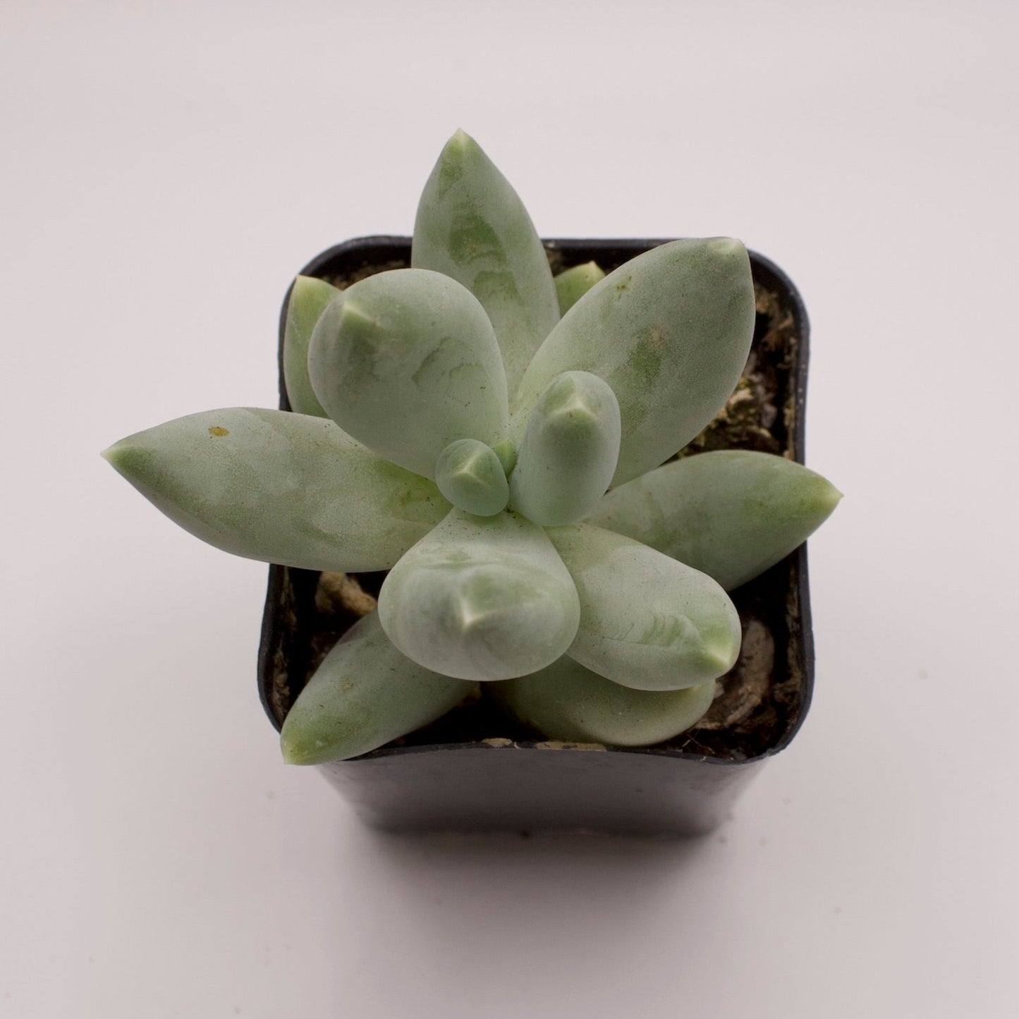 Pachyveria Angel's Finger