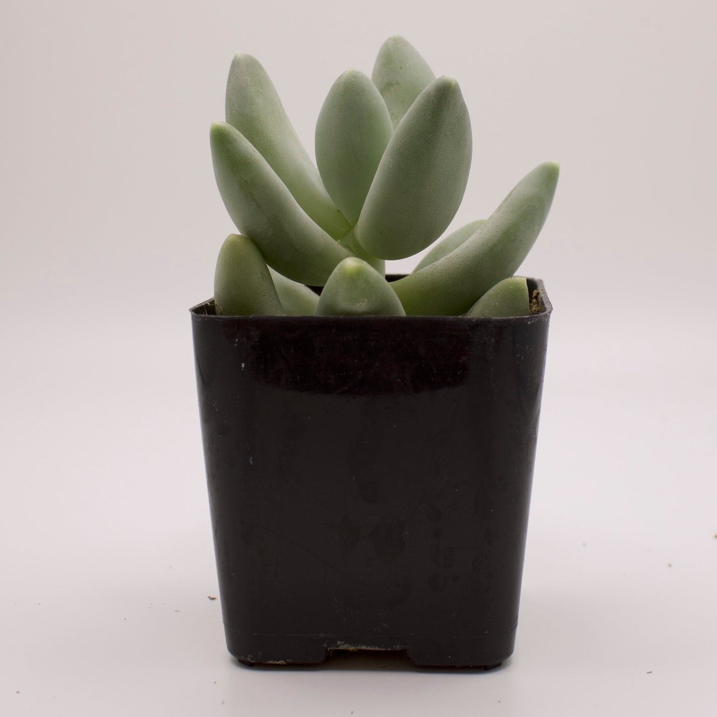 Pachyveria Angel's Finger