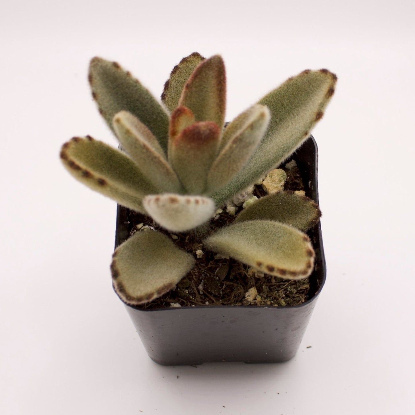 Kalanchoe Chocolate Soldier