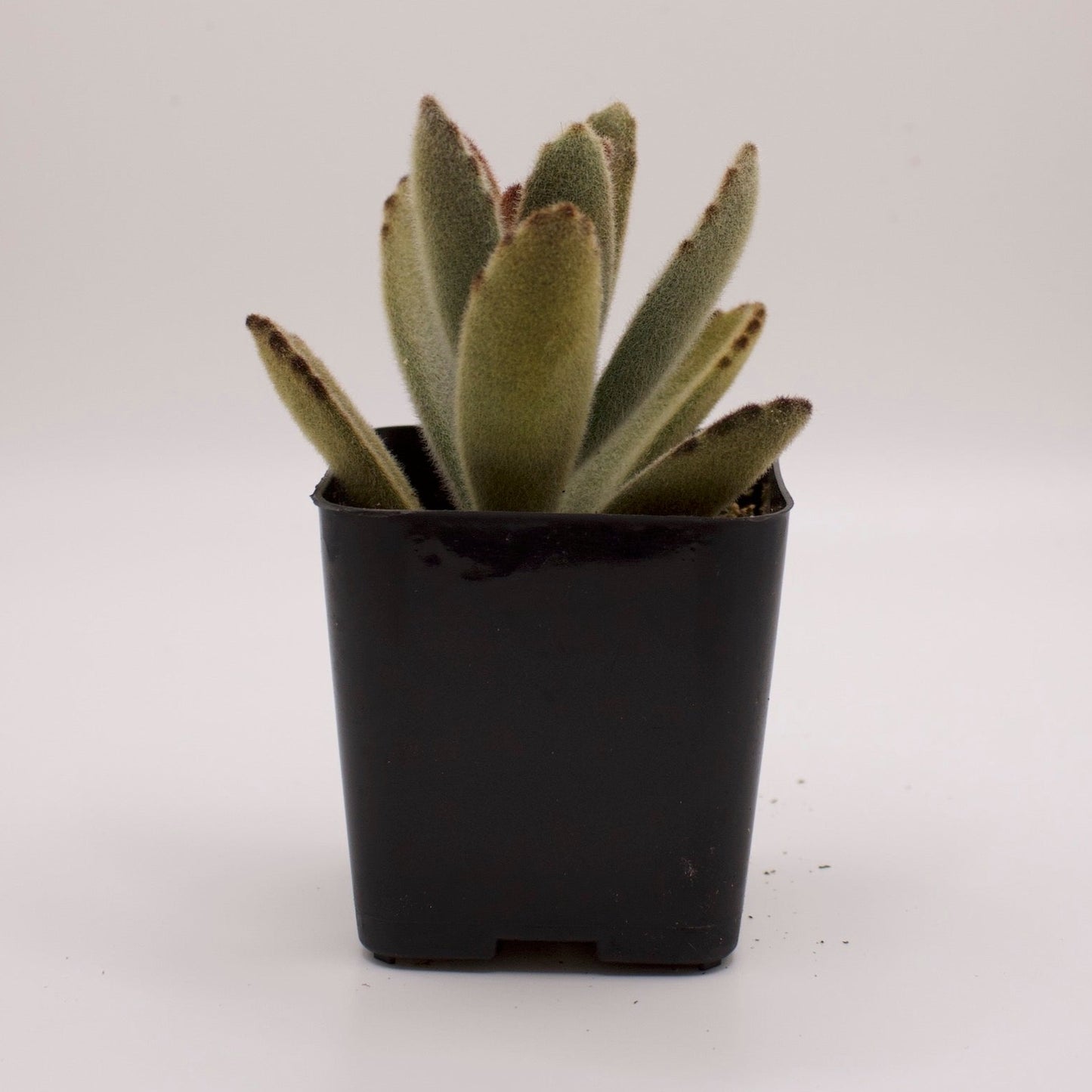 Kalanchoe Chocolate Soldier