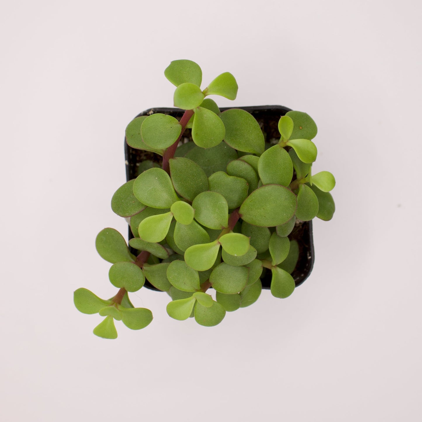 Portulacaria Afra Decumbent
