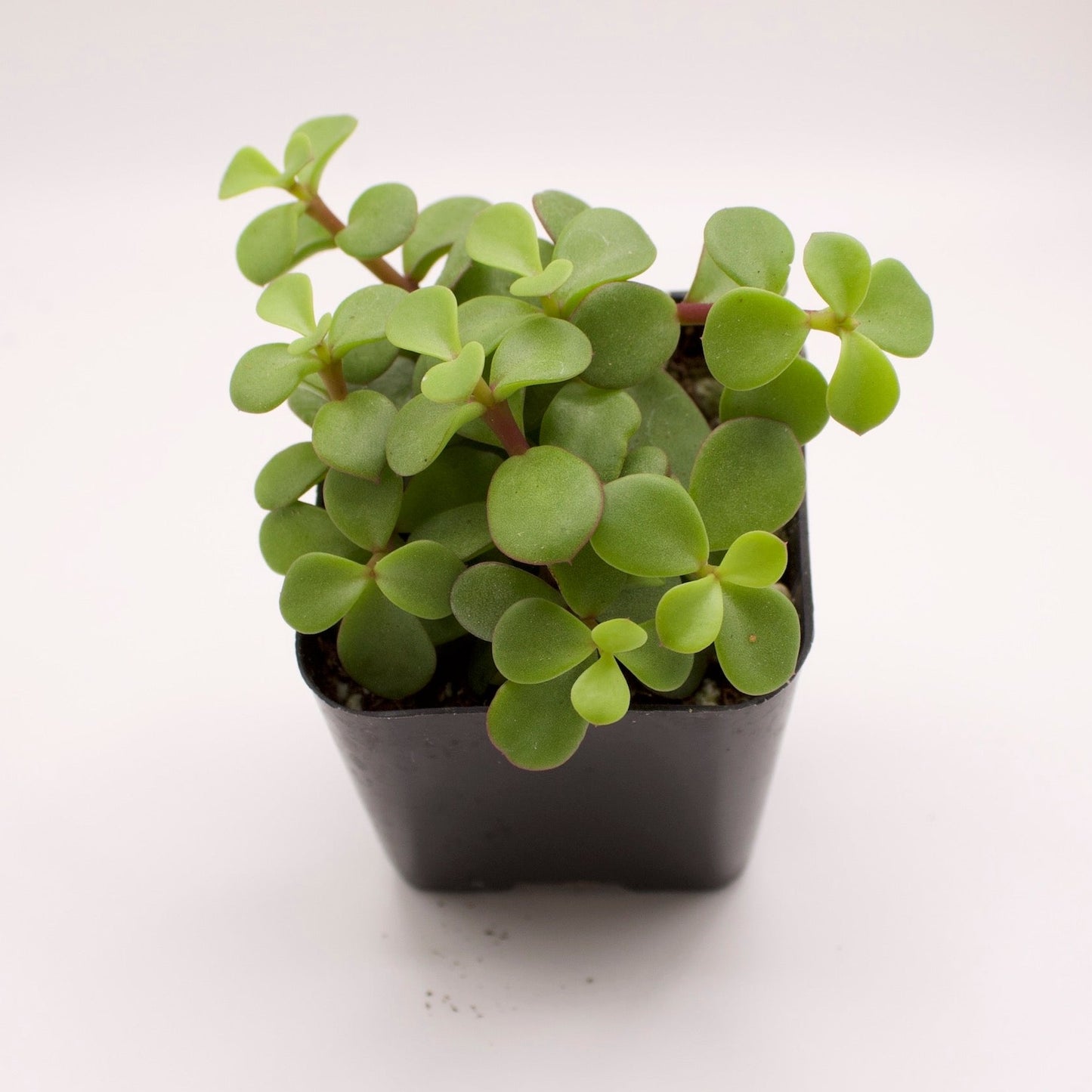 Portulacaria Afra Decumbent