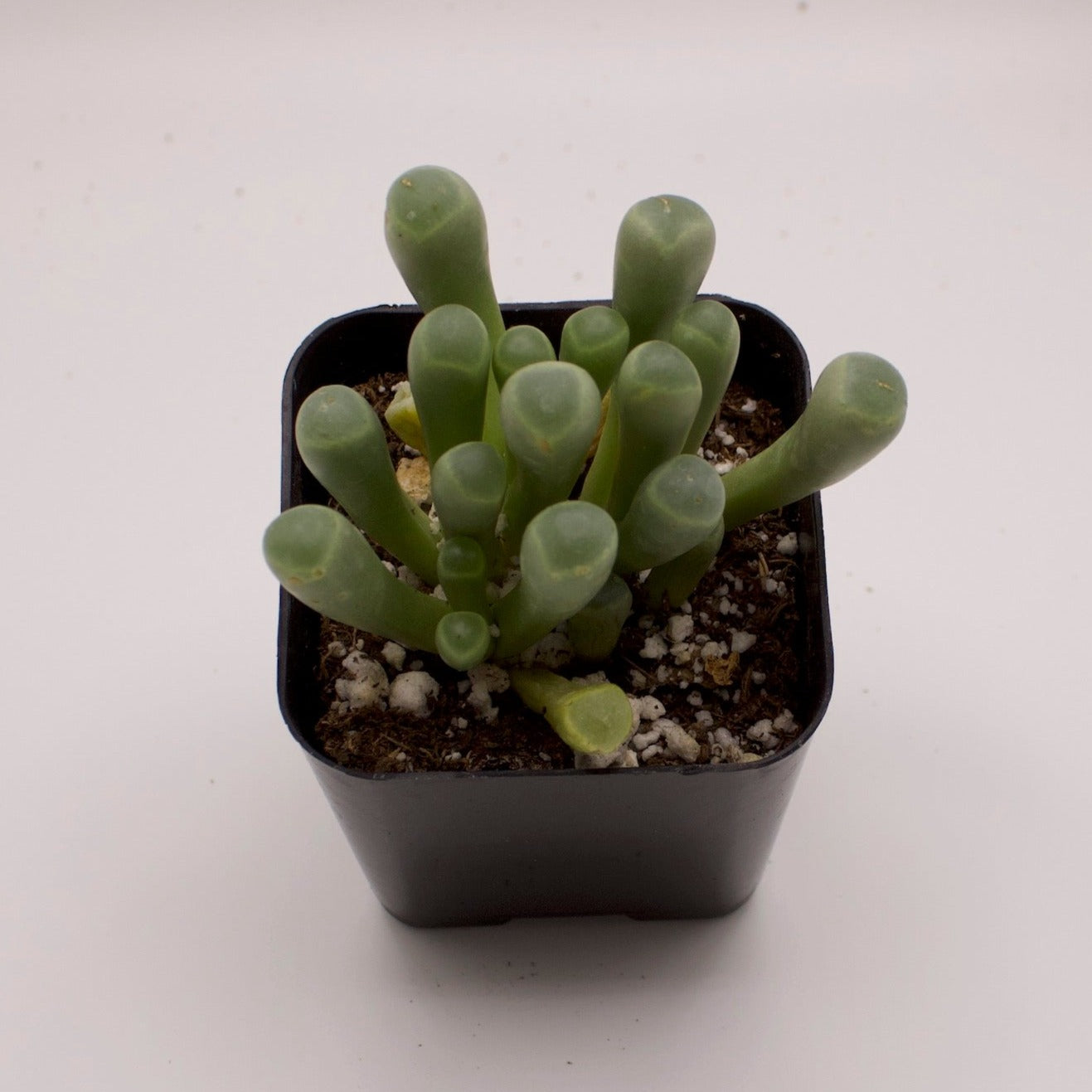 Fenestraria Baby Toes