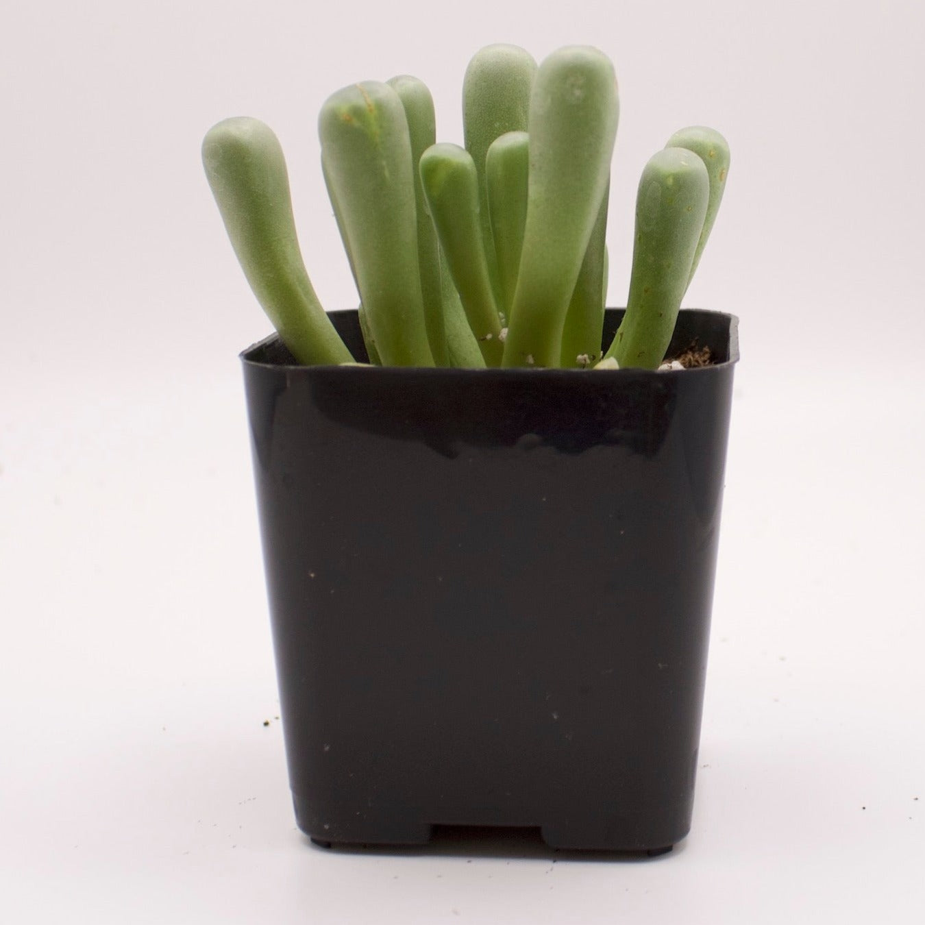 Fenestraria Baby Toes