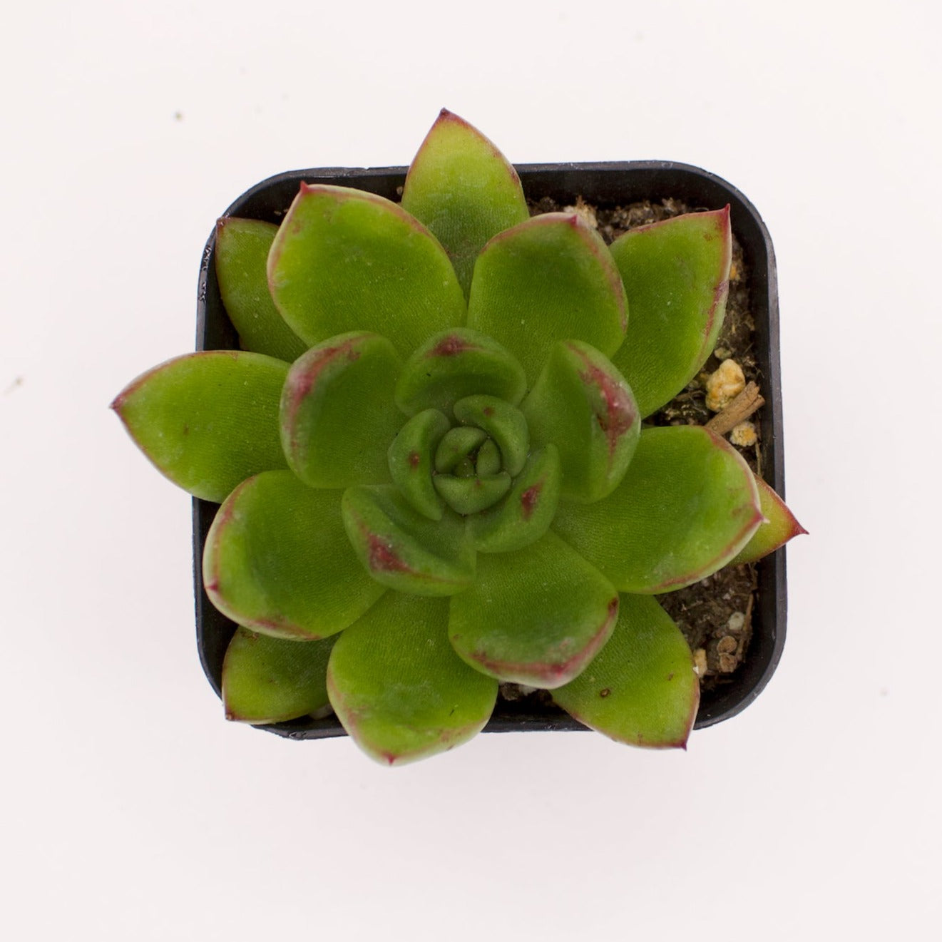 Echeveria Agavoides