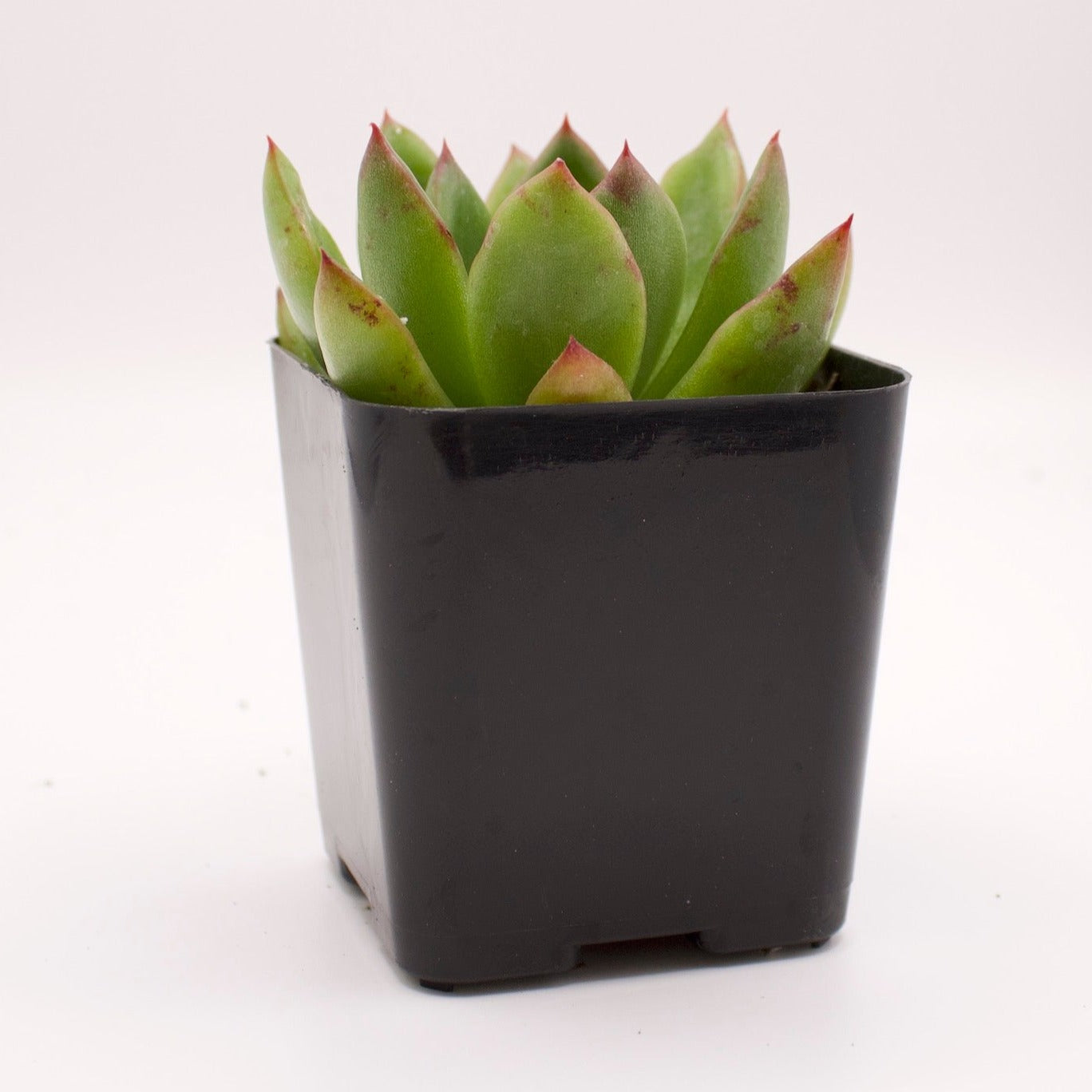 Echeveria Agavoides