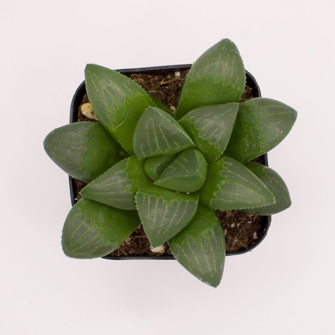 succulent star Haworthia Star Cactus – Perfectly Rooted Succulents
