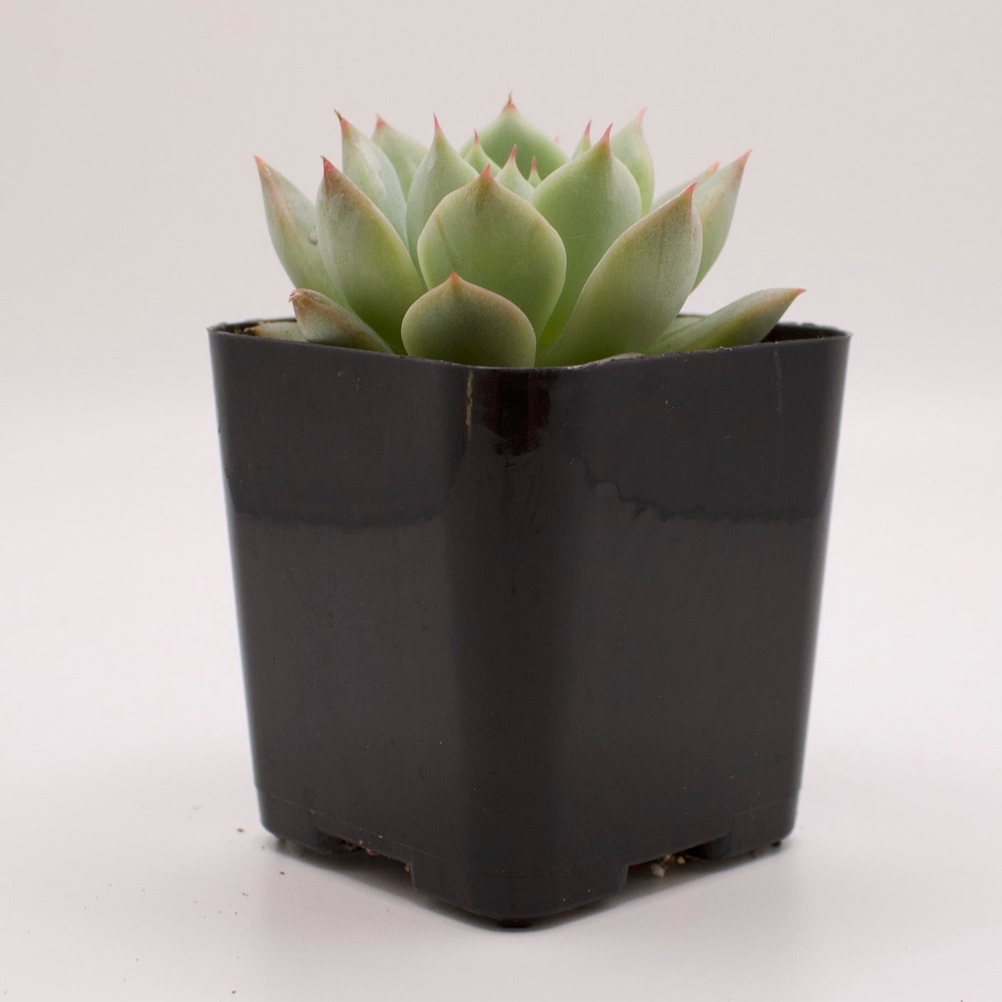 Echeveria Mindo Ilin