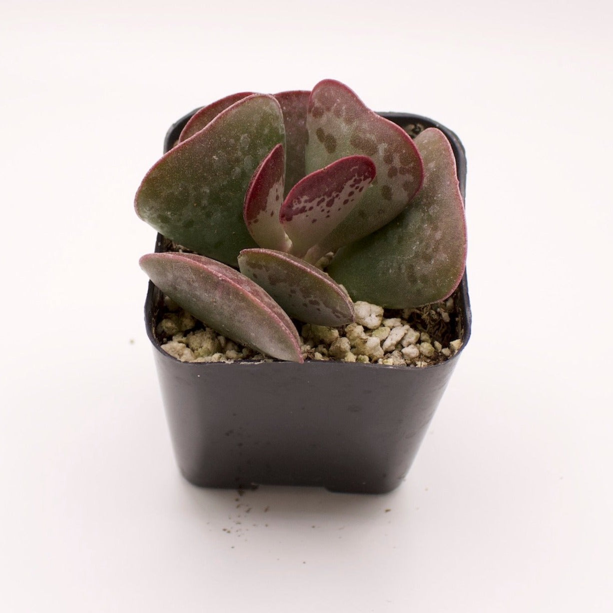 Adromischus Calico Hearts