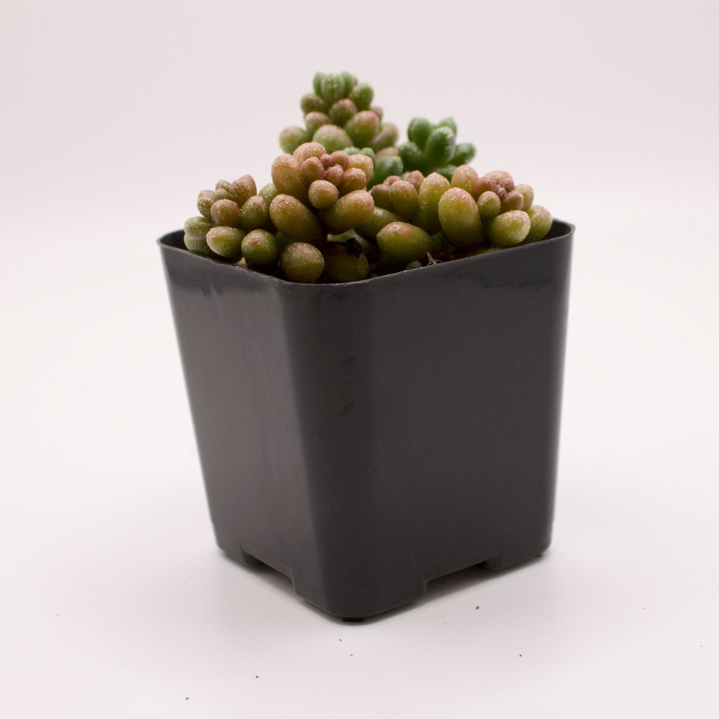 Sedum Furfuraceum Bonsai Sedum