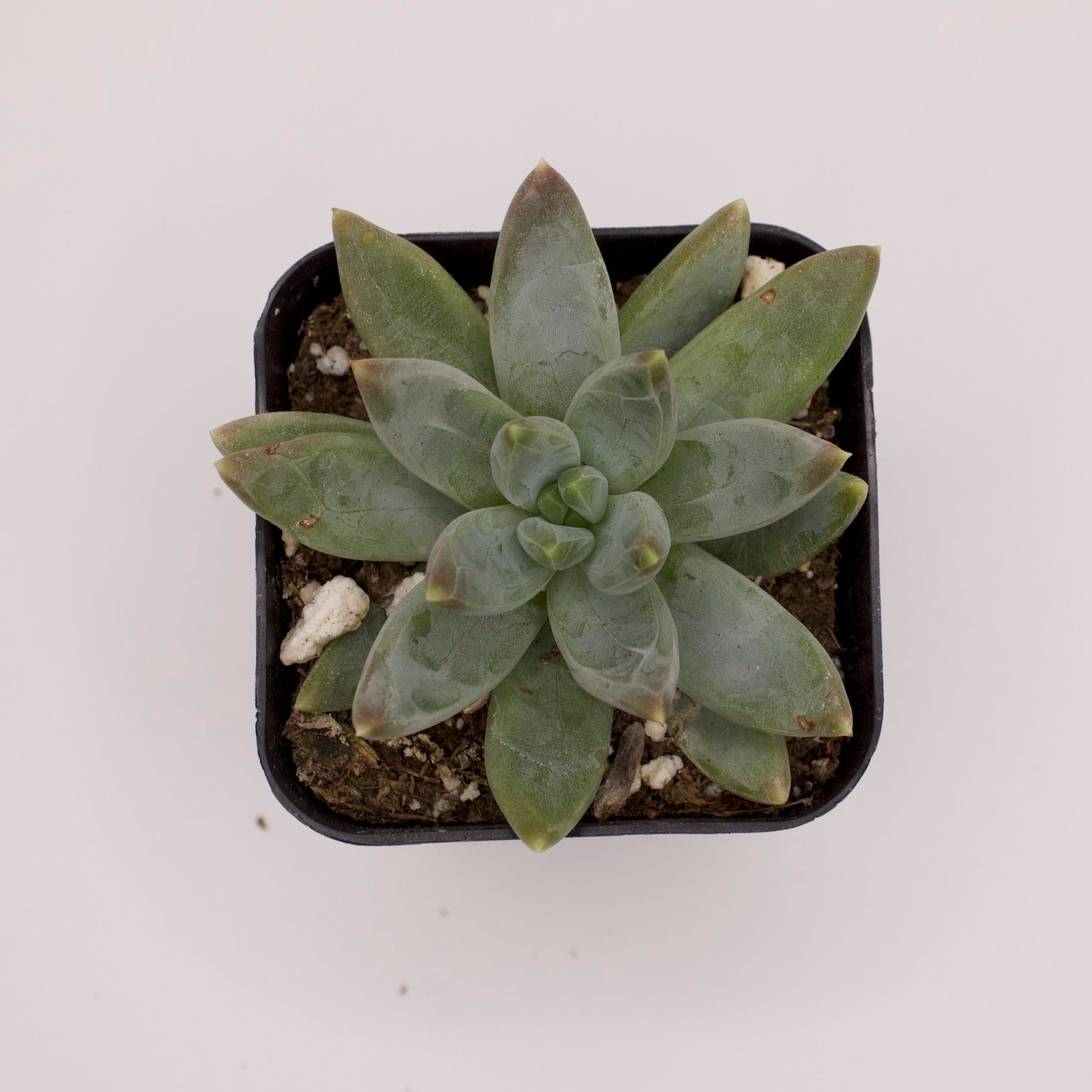 little jewel succulent plant Pachyveria Little Jewel – Perfectly Rooted Succulents