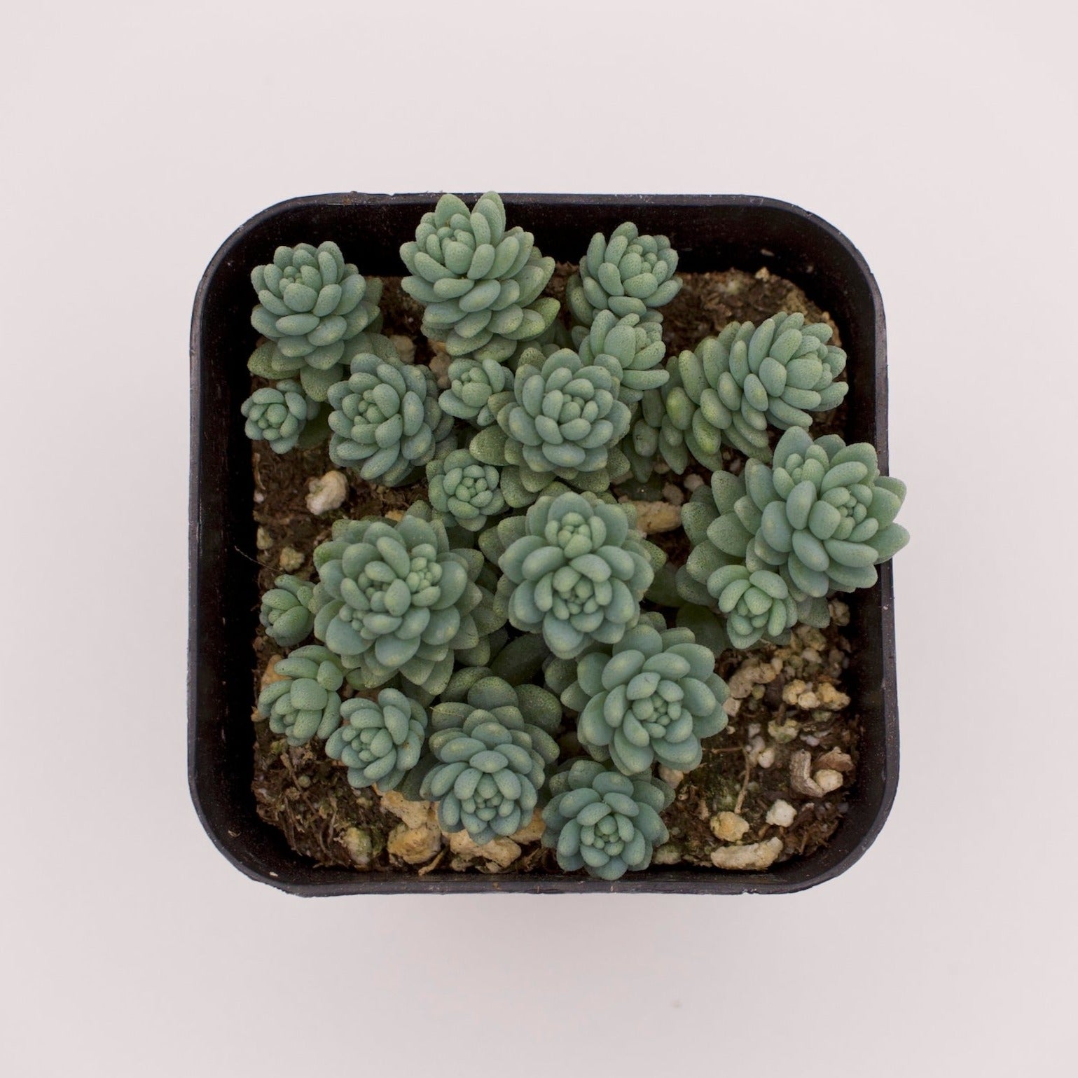 major succulent Sedum Dasyphyllum Major – Perfectly Rooted Succulents